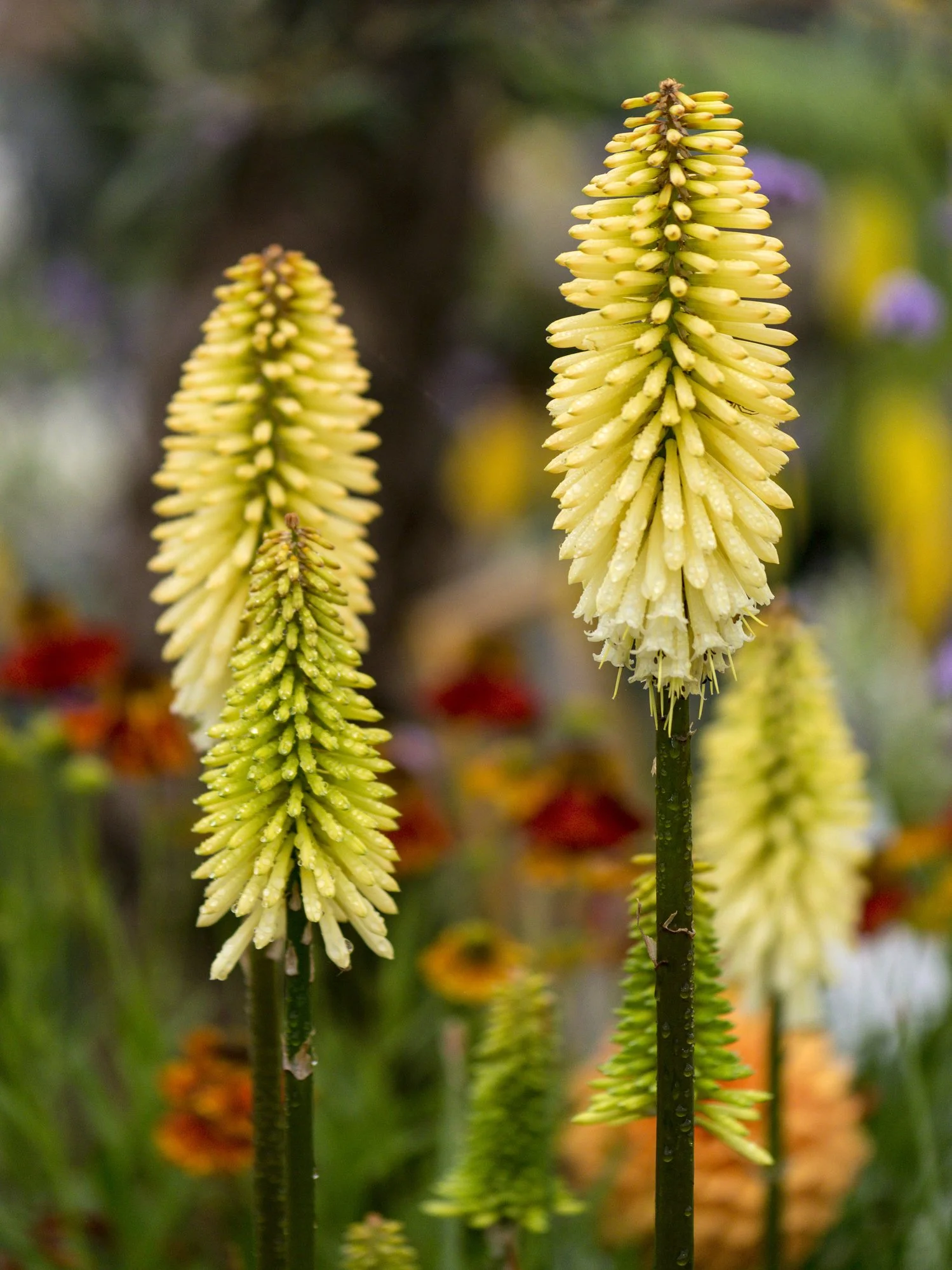 Kniphofia 'Lemon Popsicle'