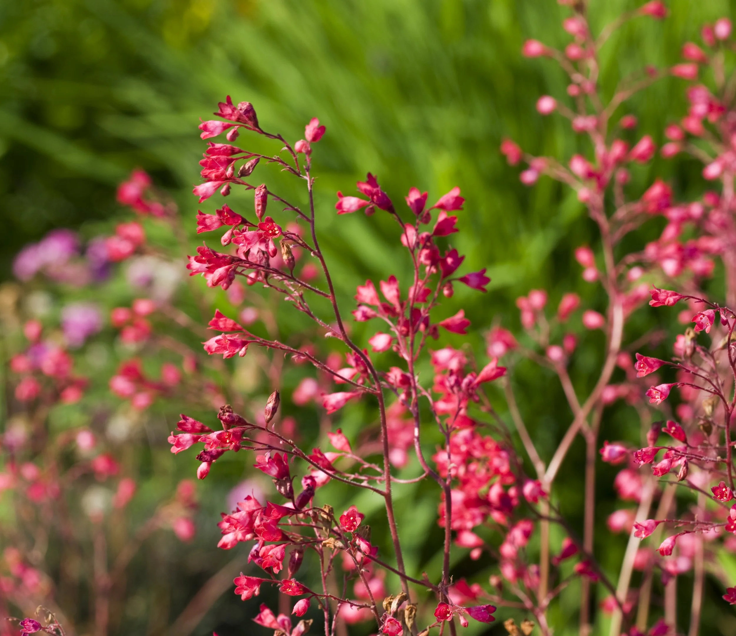 Heuchera 'Berry Timeless'
