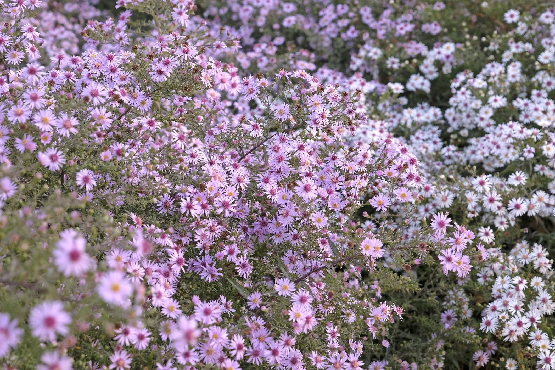 Aster ericoides 'Pink Cloud'