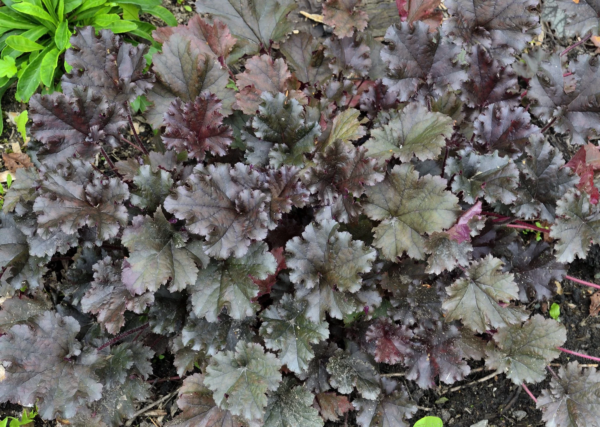 Heuchera 'Binoche'