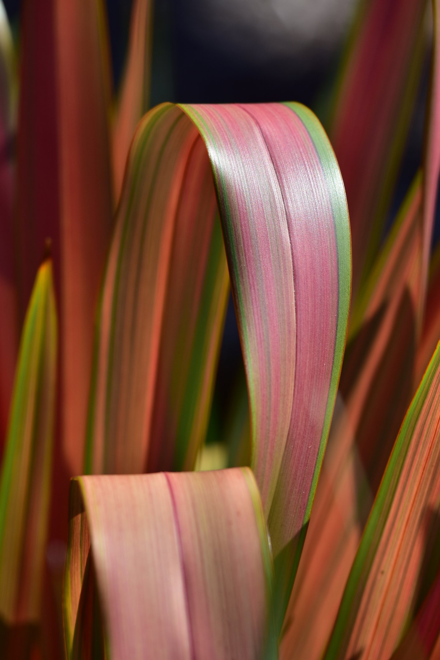 Phormium 'Jester'