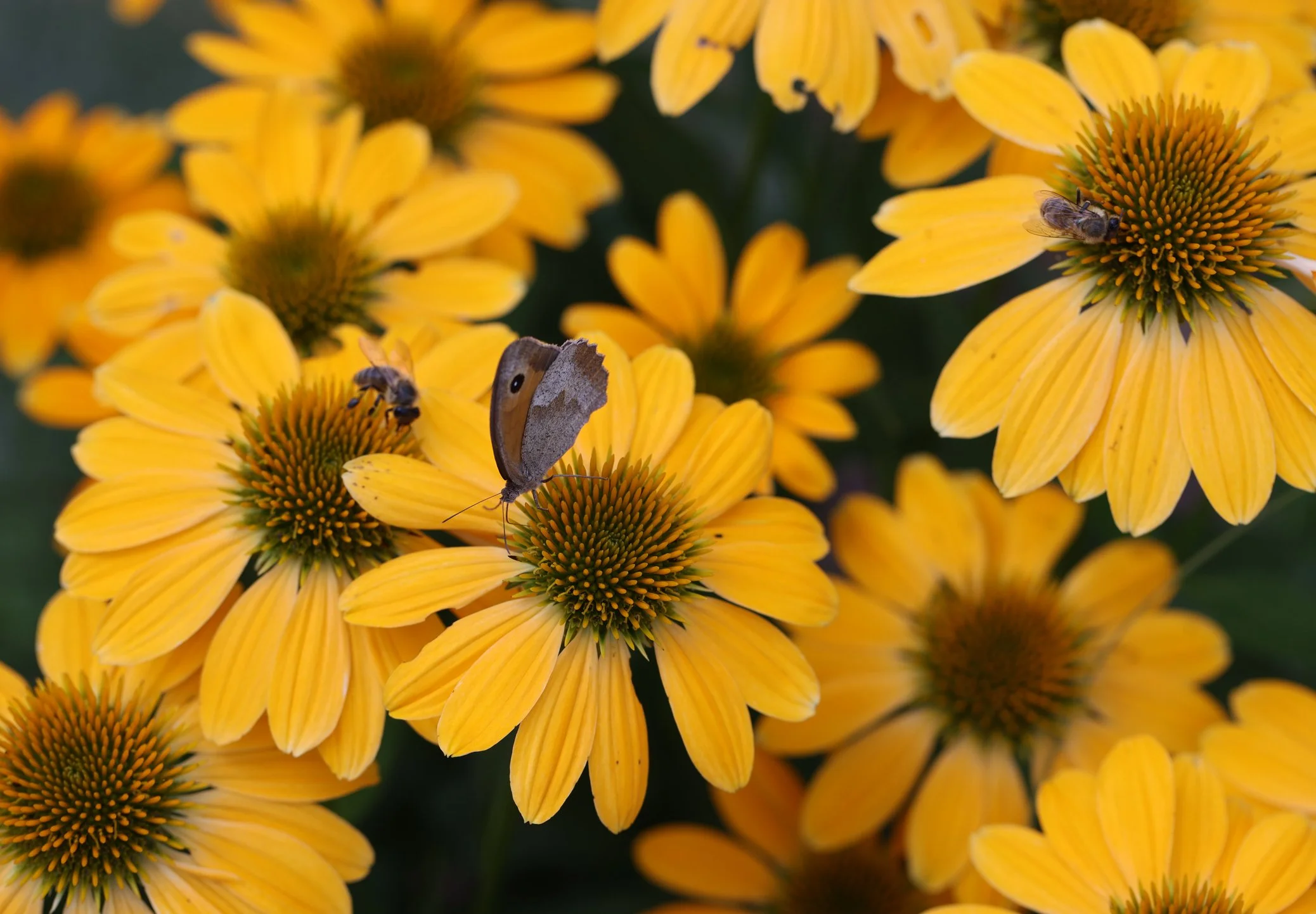 Echinacea ‘Honey Skipper’