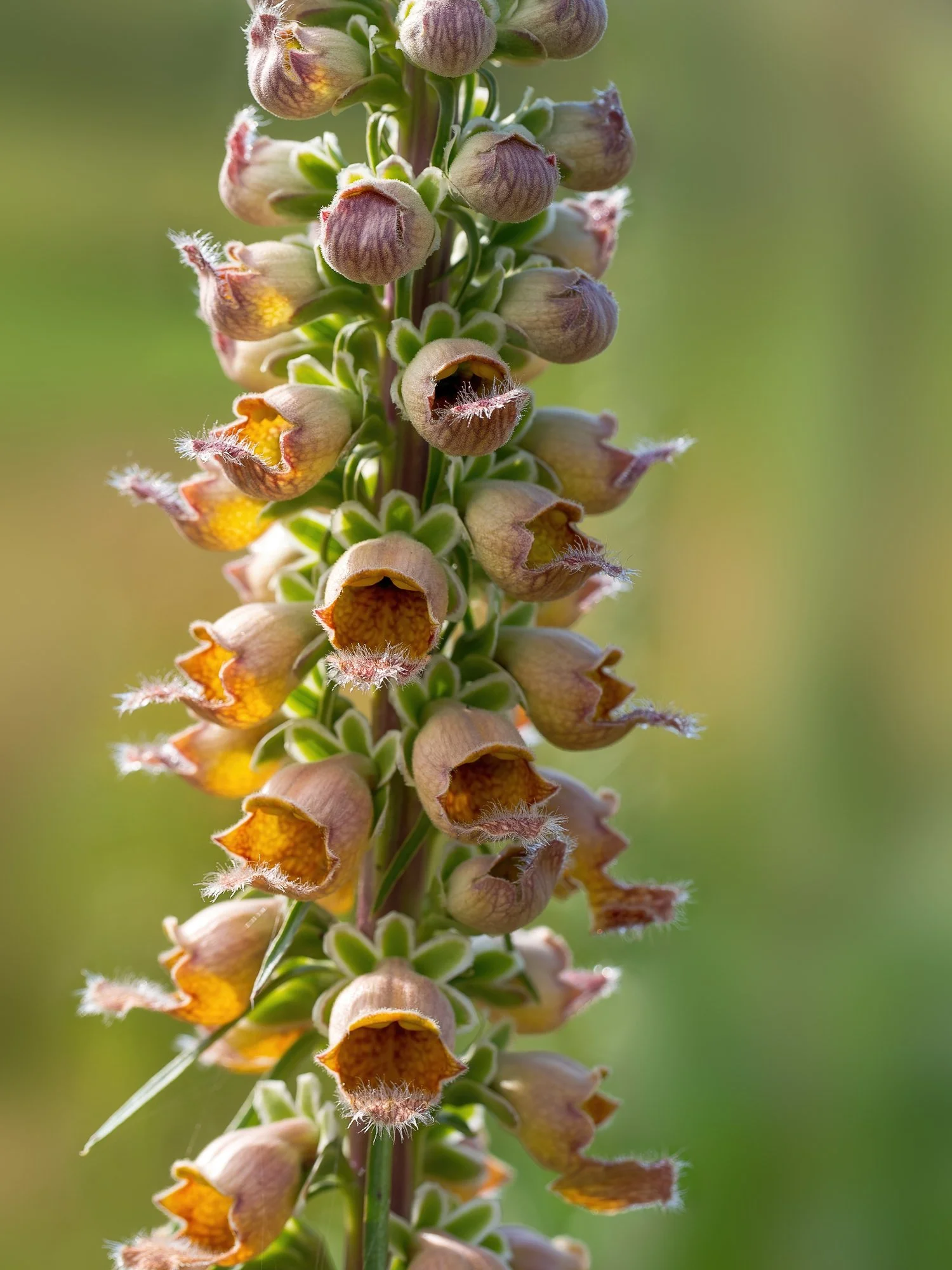 Digitalis ferruginea