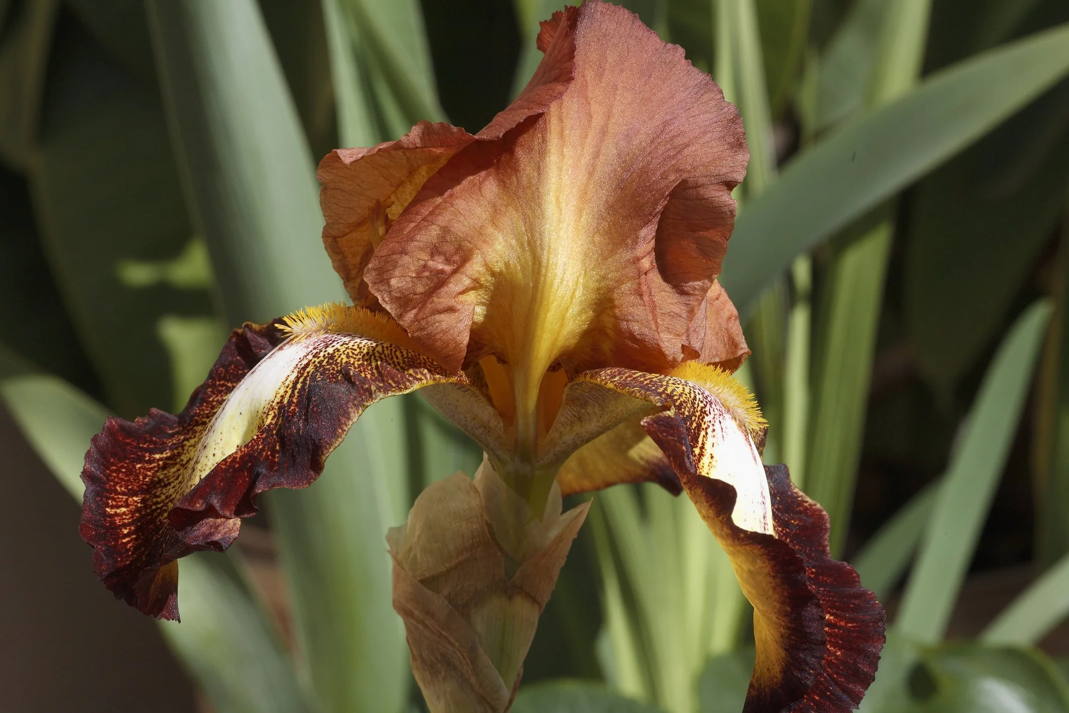 Iris germanica 'Autumn Leaves'