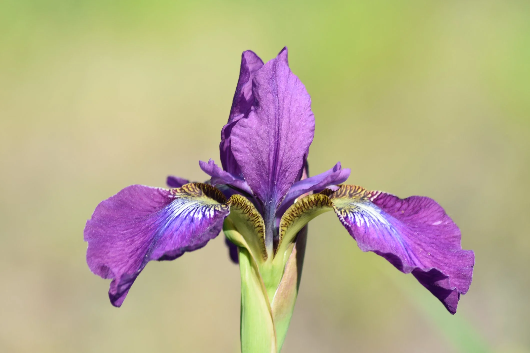 Iris sibirica 'Tropic Night'