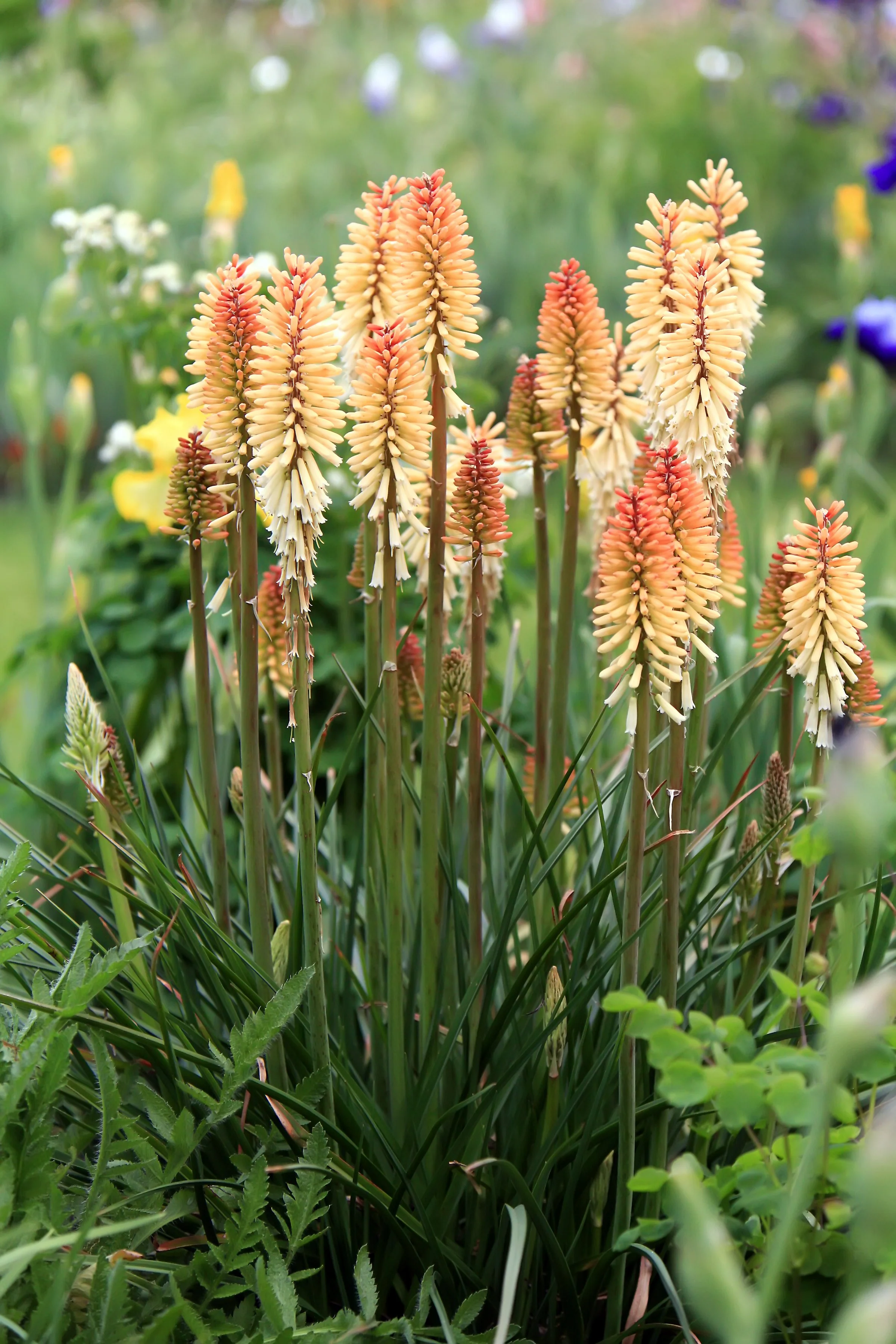 Kniphofia 'Orange Vanila Popsicle'