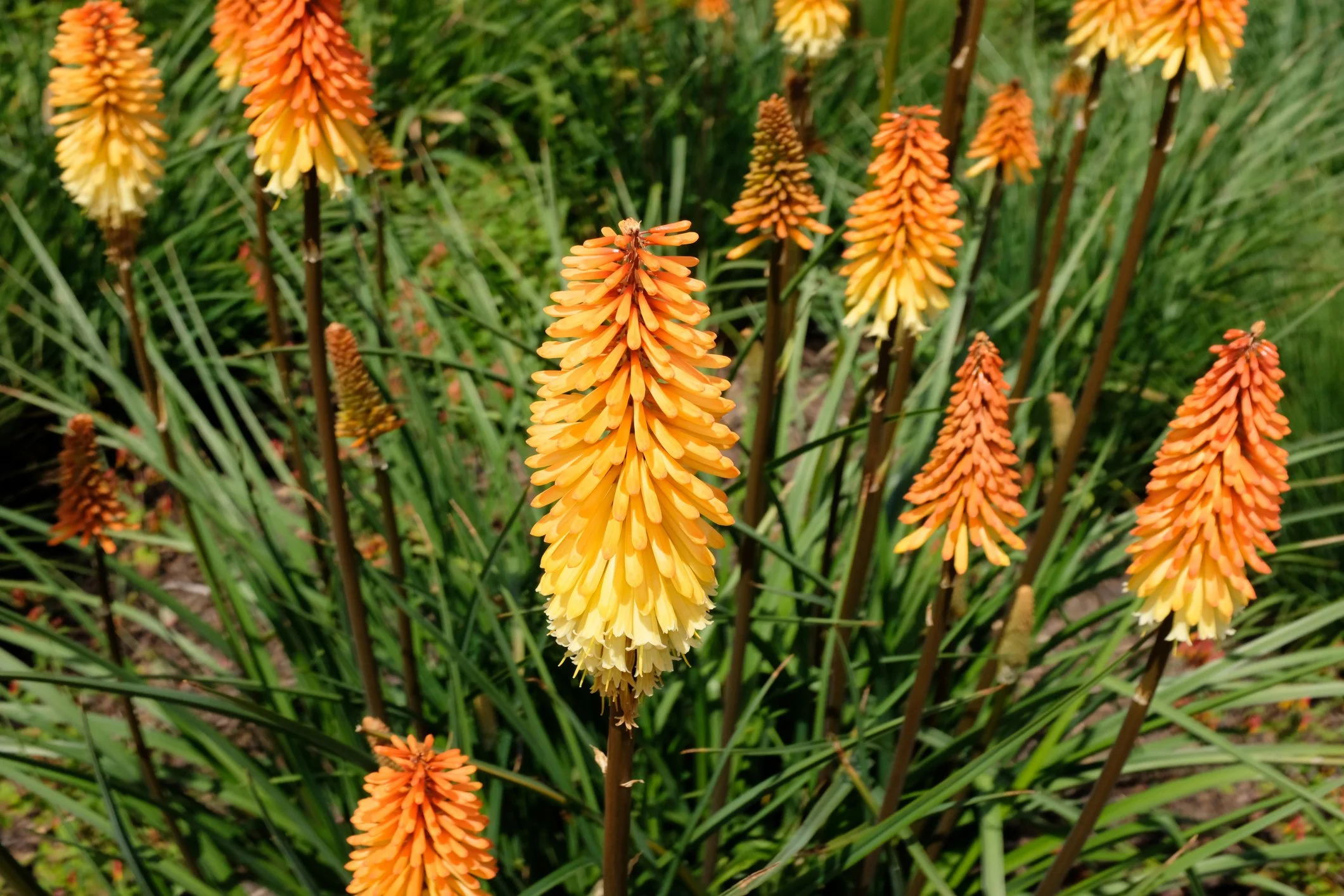 Kniphofia 'Tawny King'