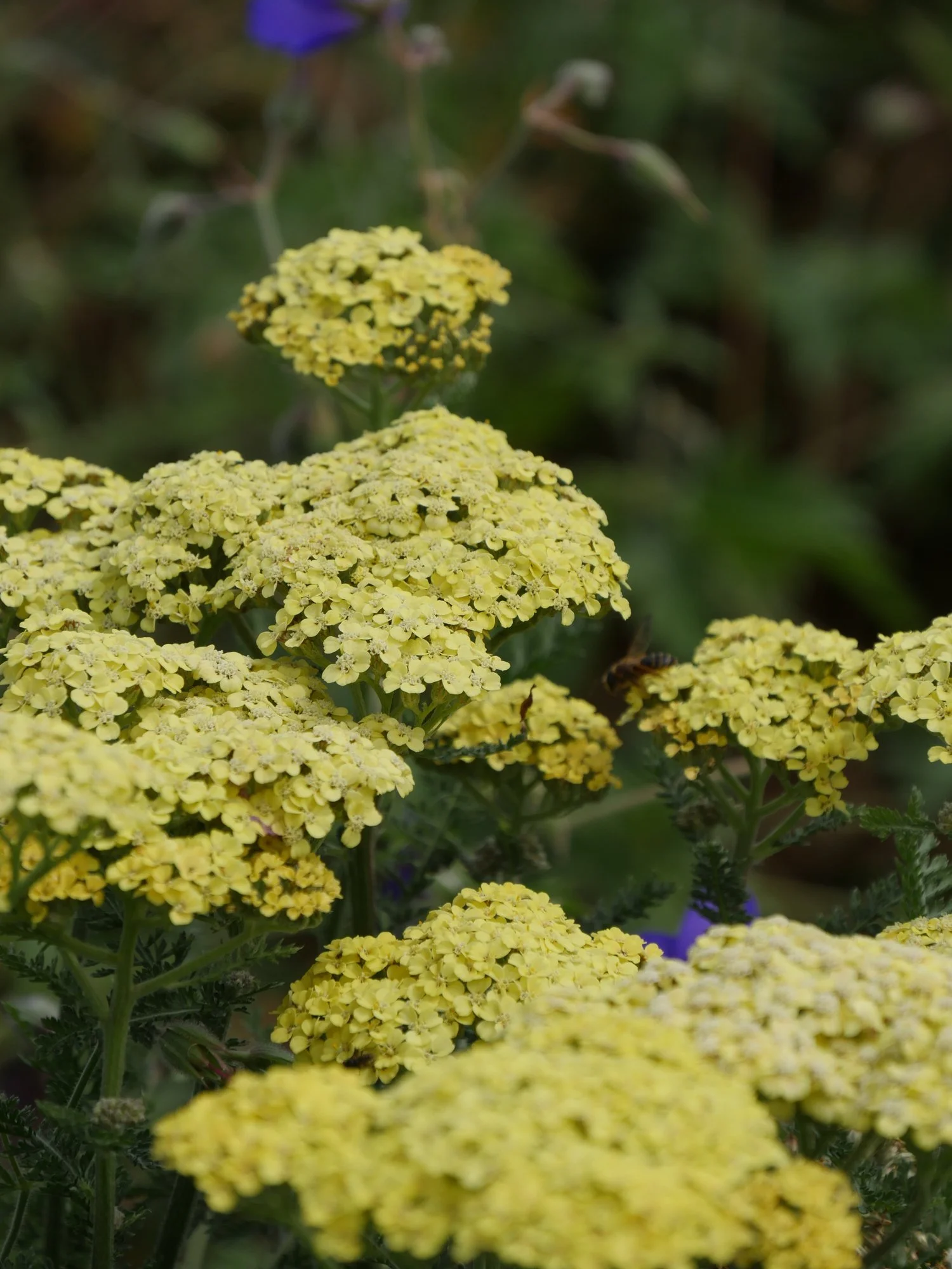 Achillea 'Credo'