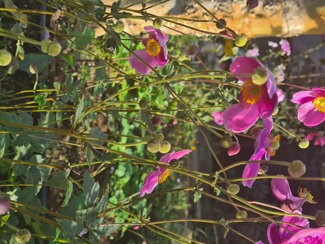 Anemone hupehensis 'Pamina'