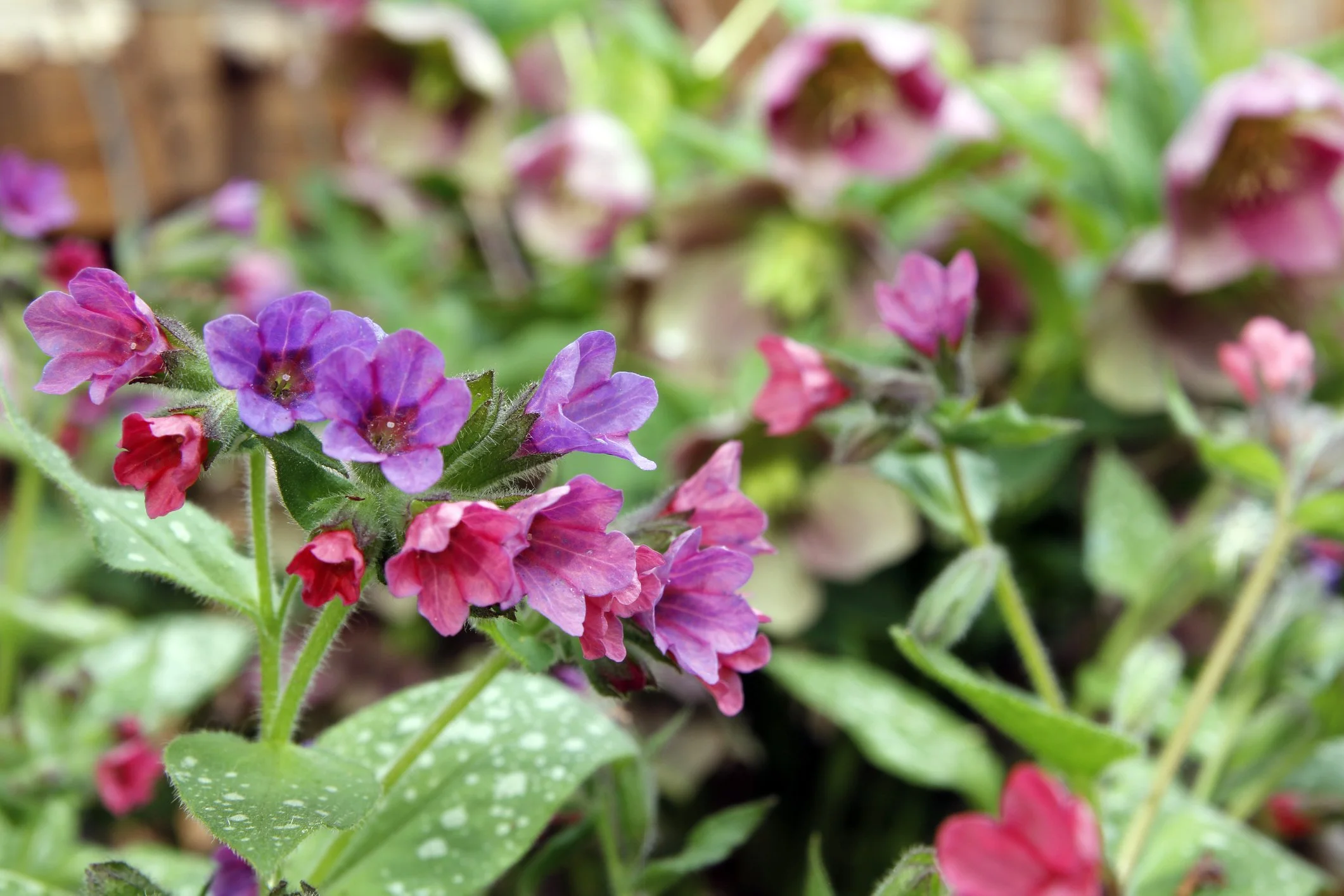 Pulmonaria 'Raspberry Splash