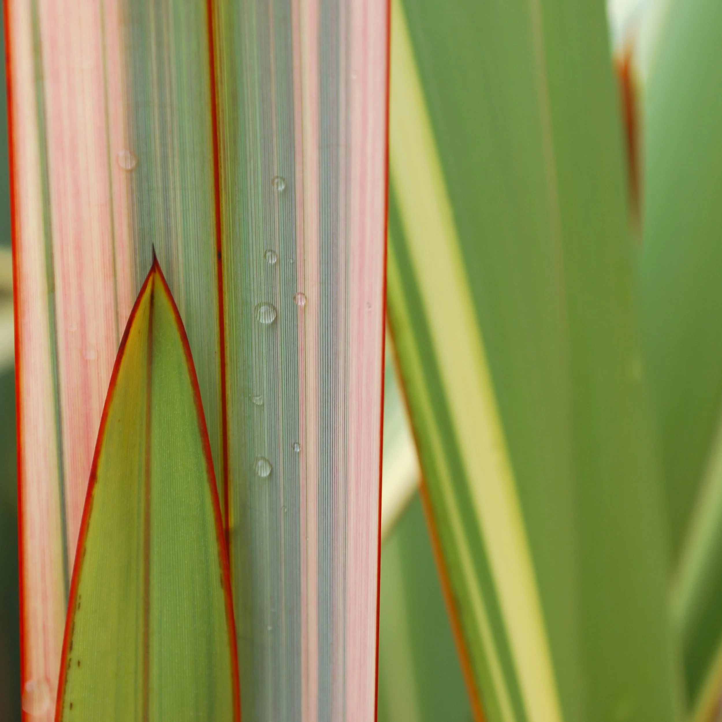 Phormium 'Tricolour'
