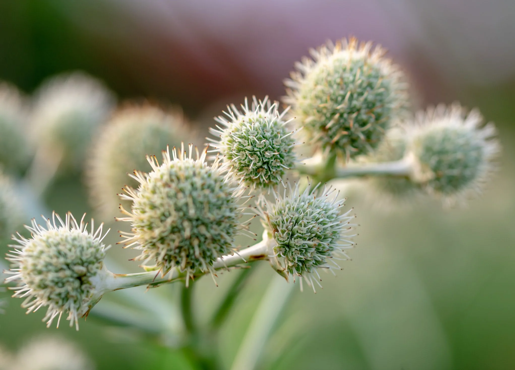 Eryngium agavefolium