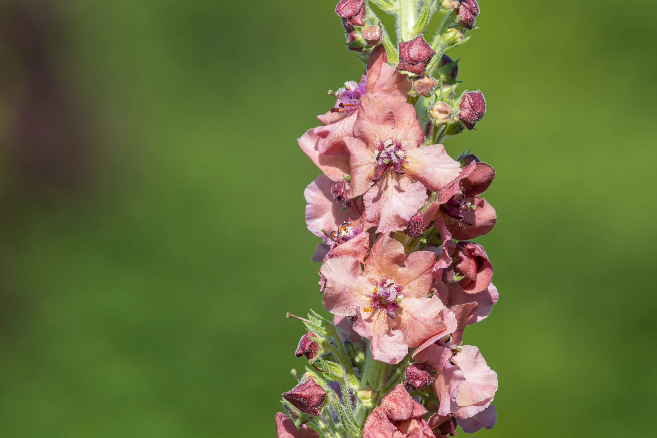 Verbascum phoeniceum 'Rosetta'