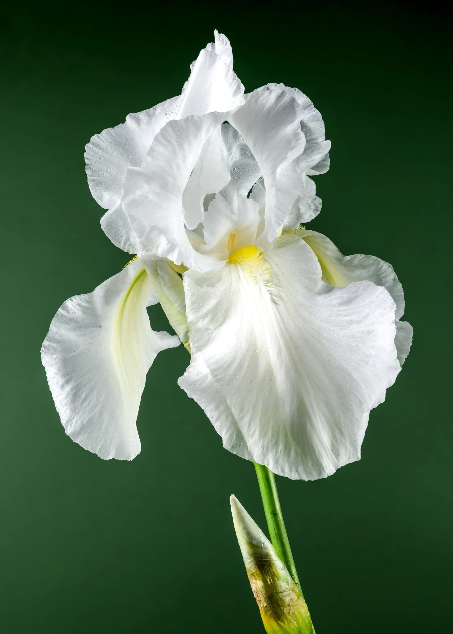 Iris 'Immortality'