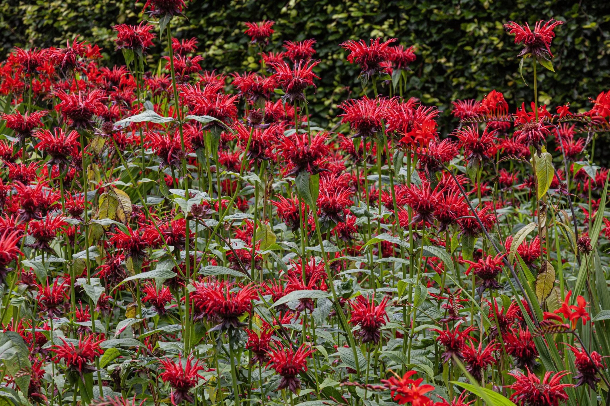 Monarda 'Jacob Cline'