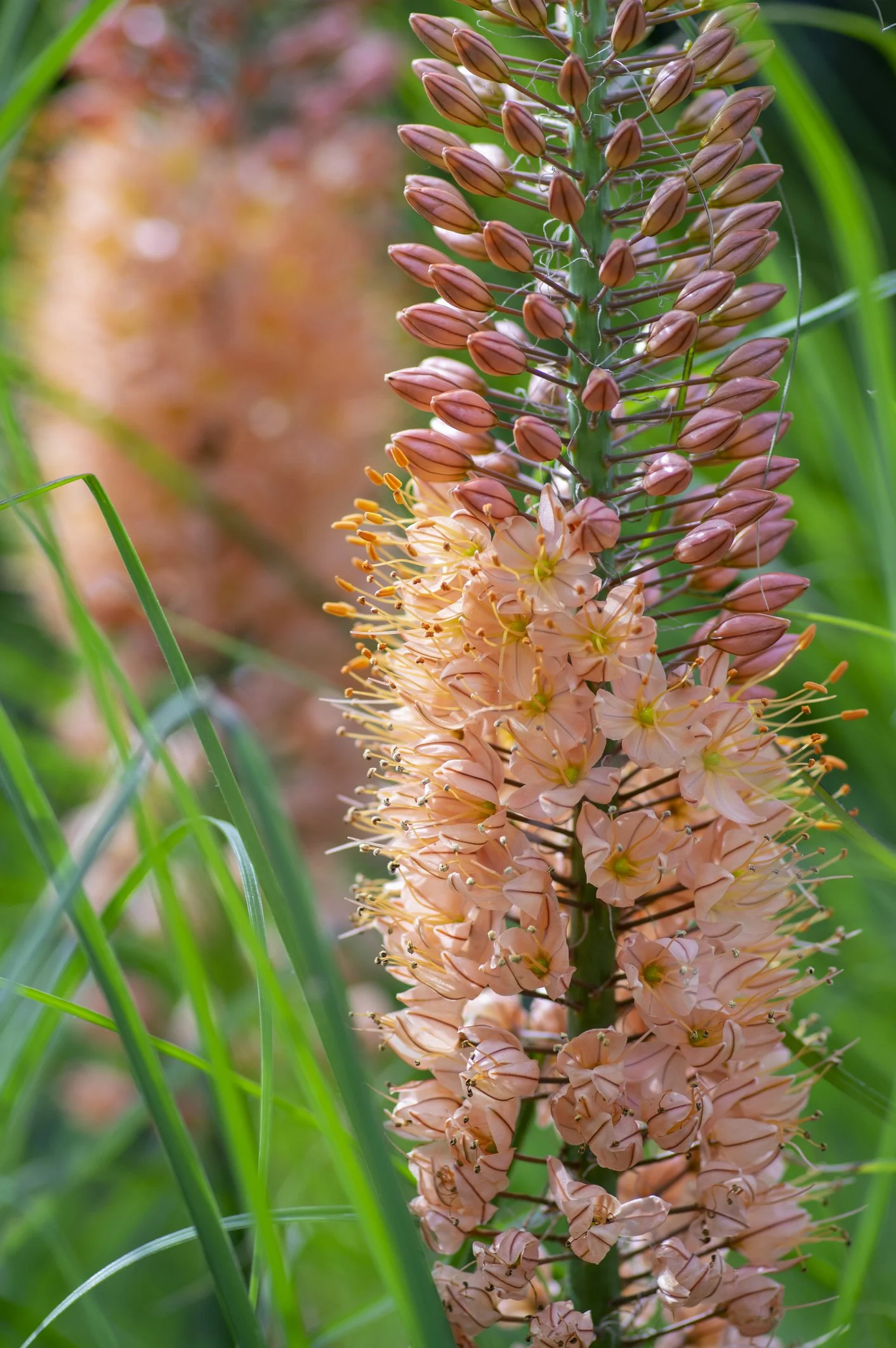 Eremurus × isabellinus 'Cleopatra'