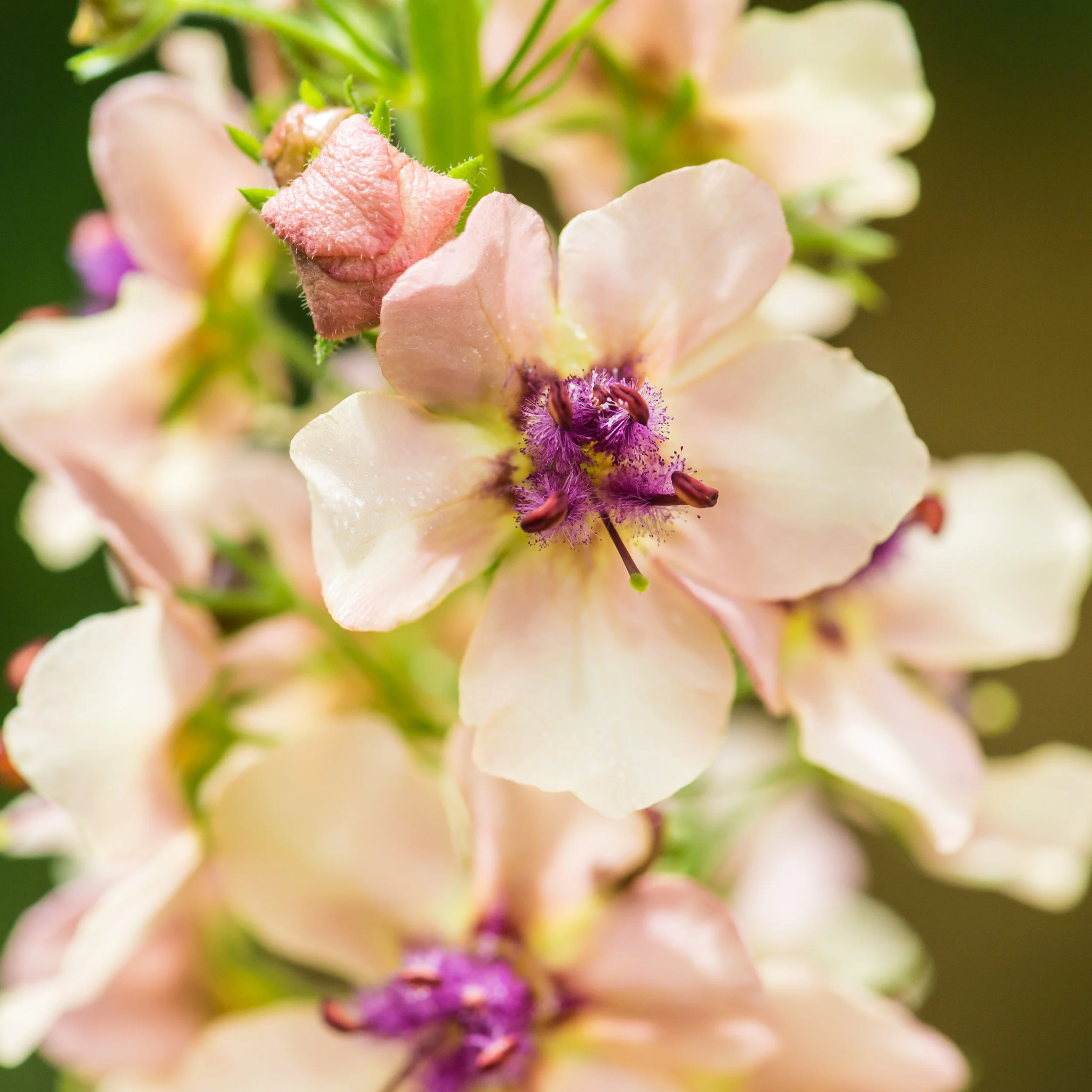 Verbascum 'Southern Charm'