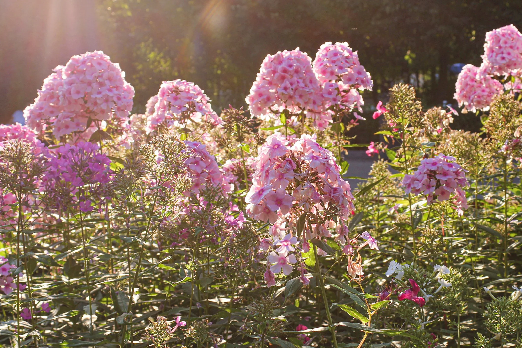 Phlox paniculata 'Sweet Summer Dream'