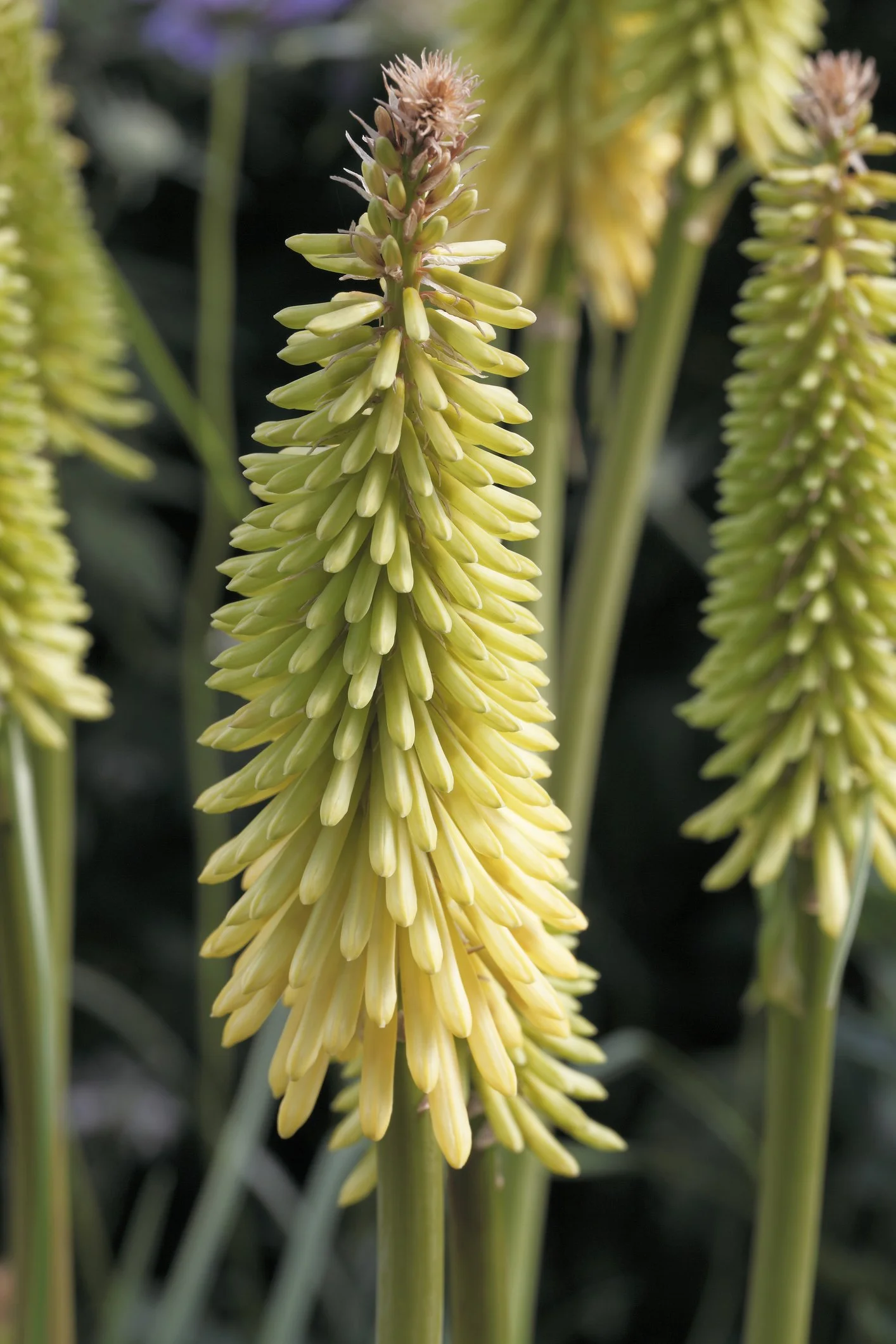 Kniphofia 'Moonstone'