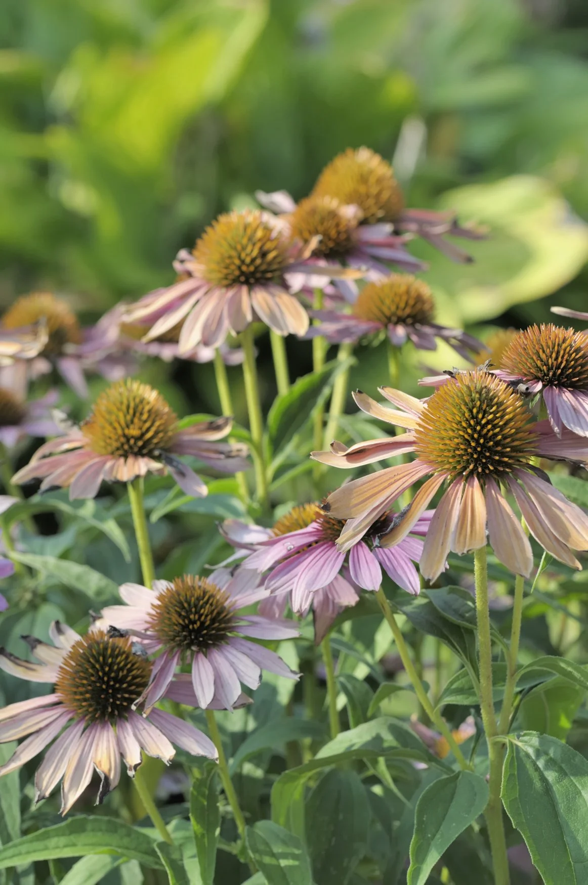 Echinacea purpurea 'Playfull Meadow Mama'