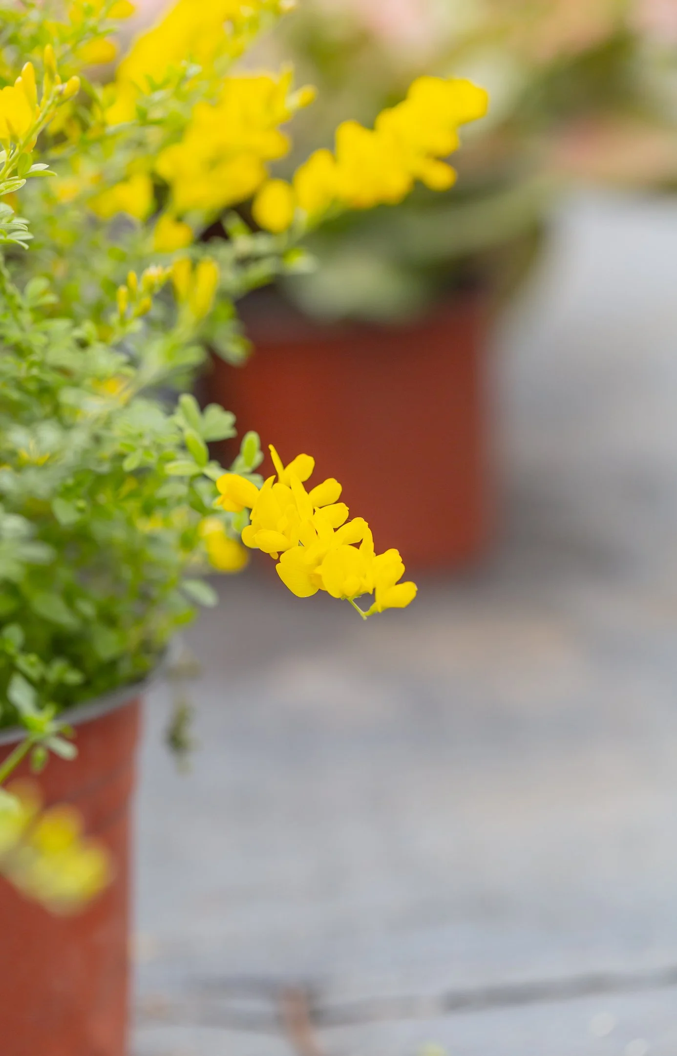 Genista pilosa 'Procumbens