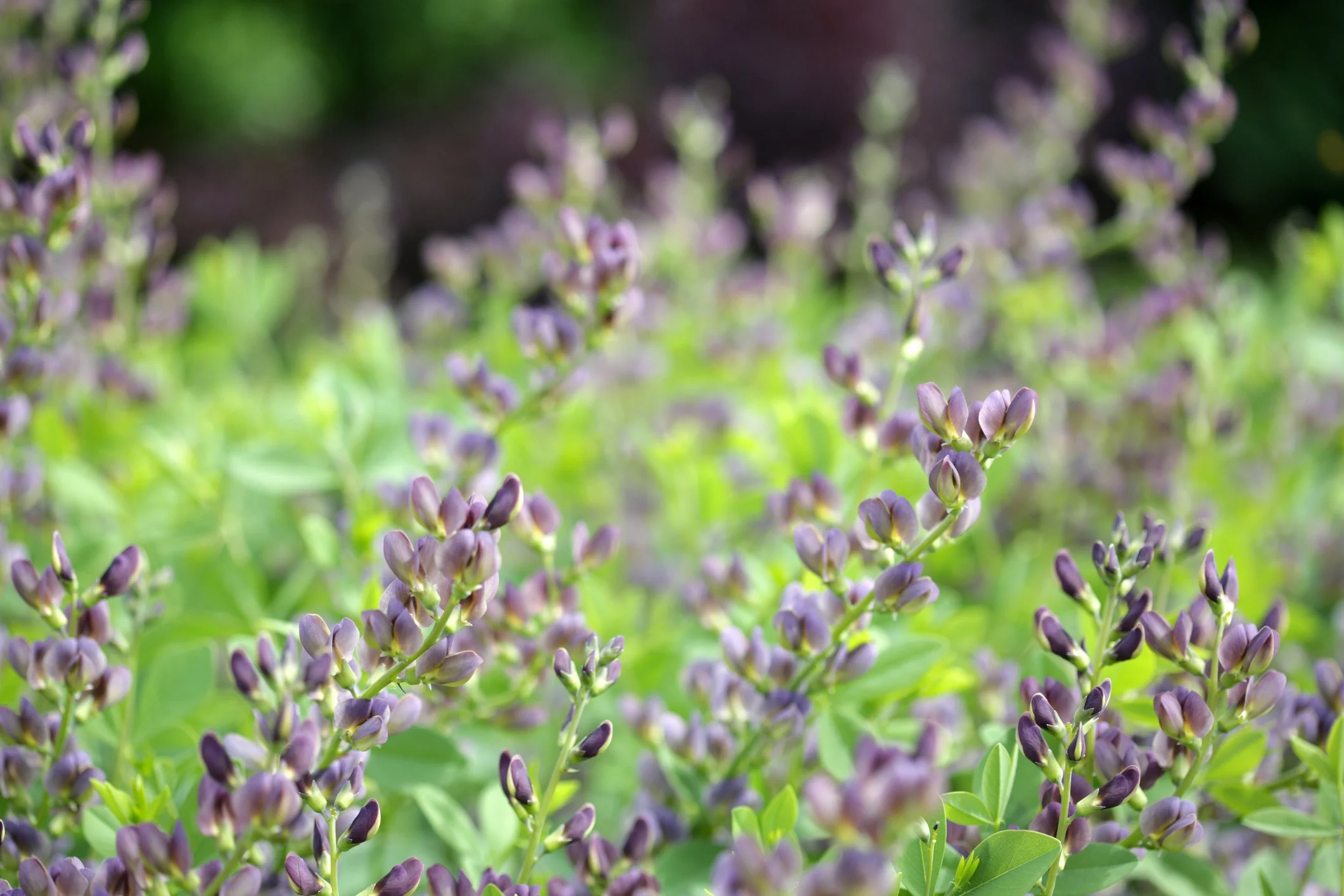Baptisia australis 'Purple Smoke'