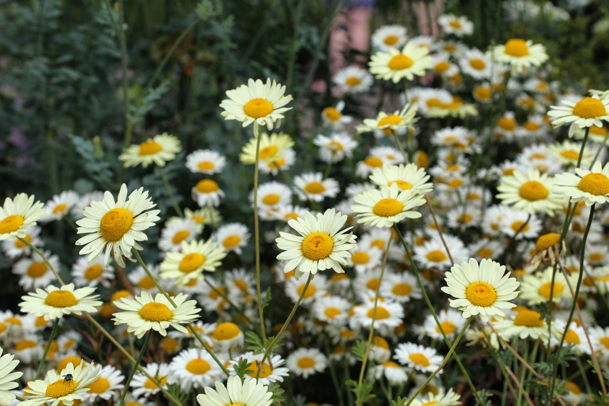 Anthemis tinctoria 'Sauce Hollandaise'