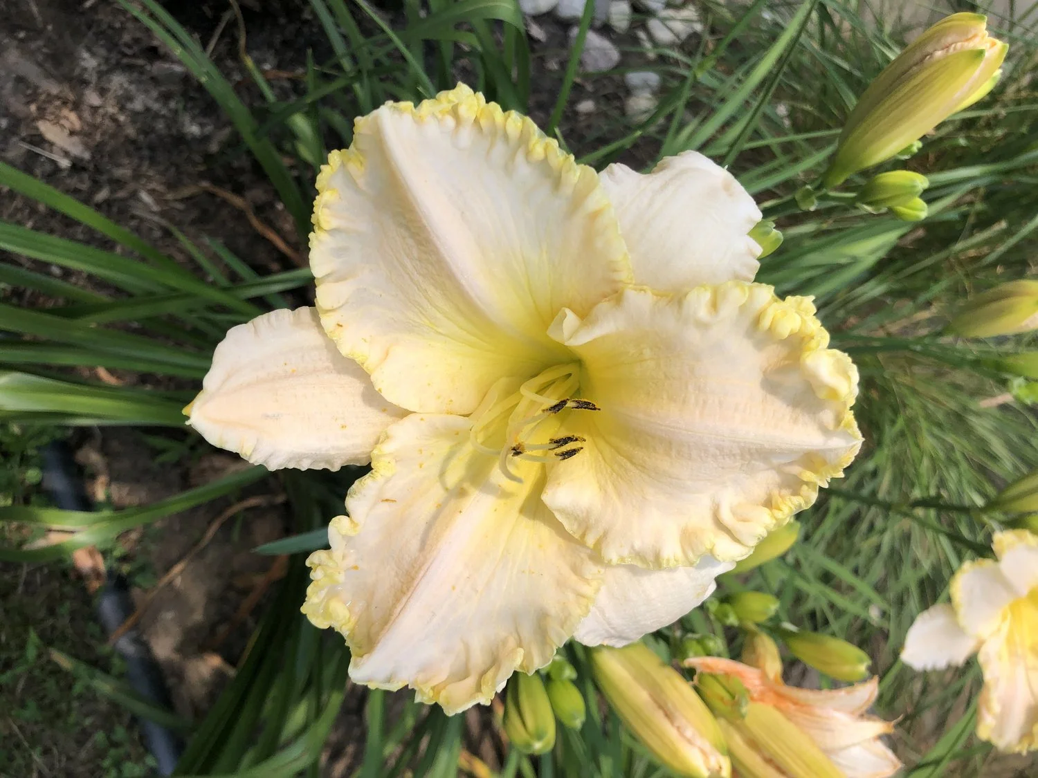 Hemerocallis 'Glacier Bay'