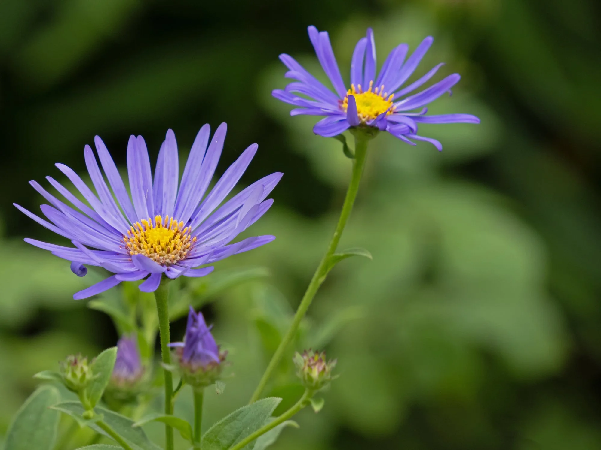 Aster × frikartii 'Mönch'