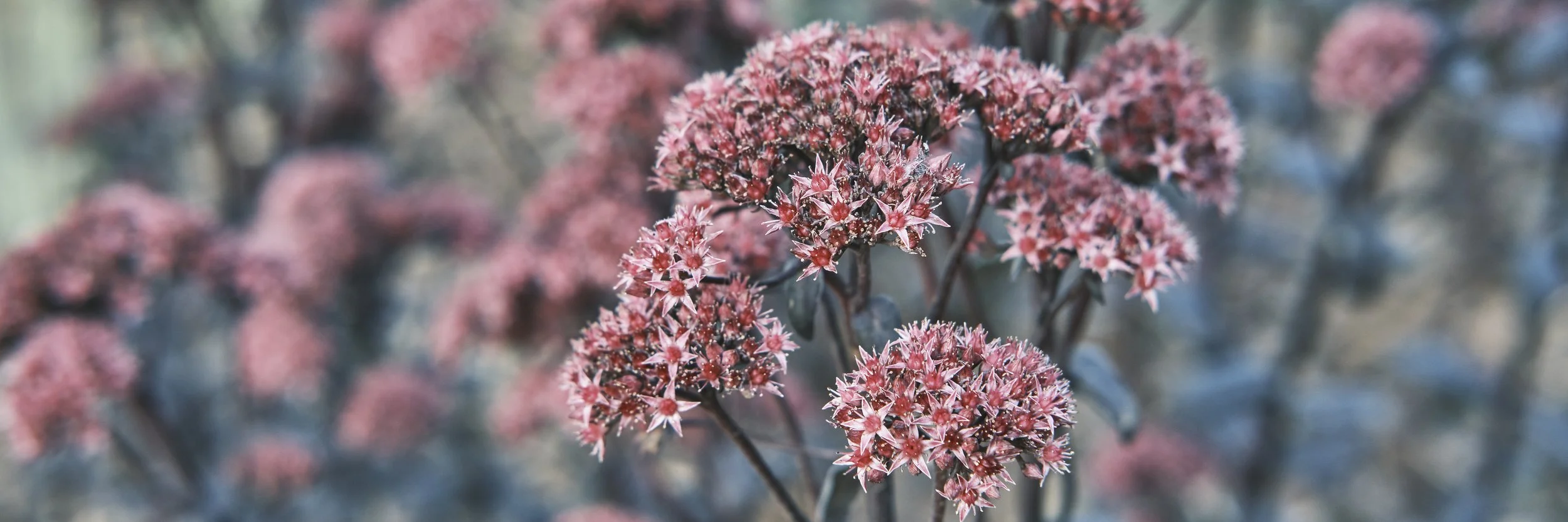 Hylotelephium 'Bertram Anderson'