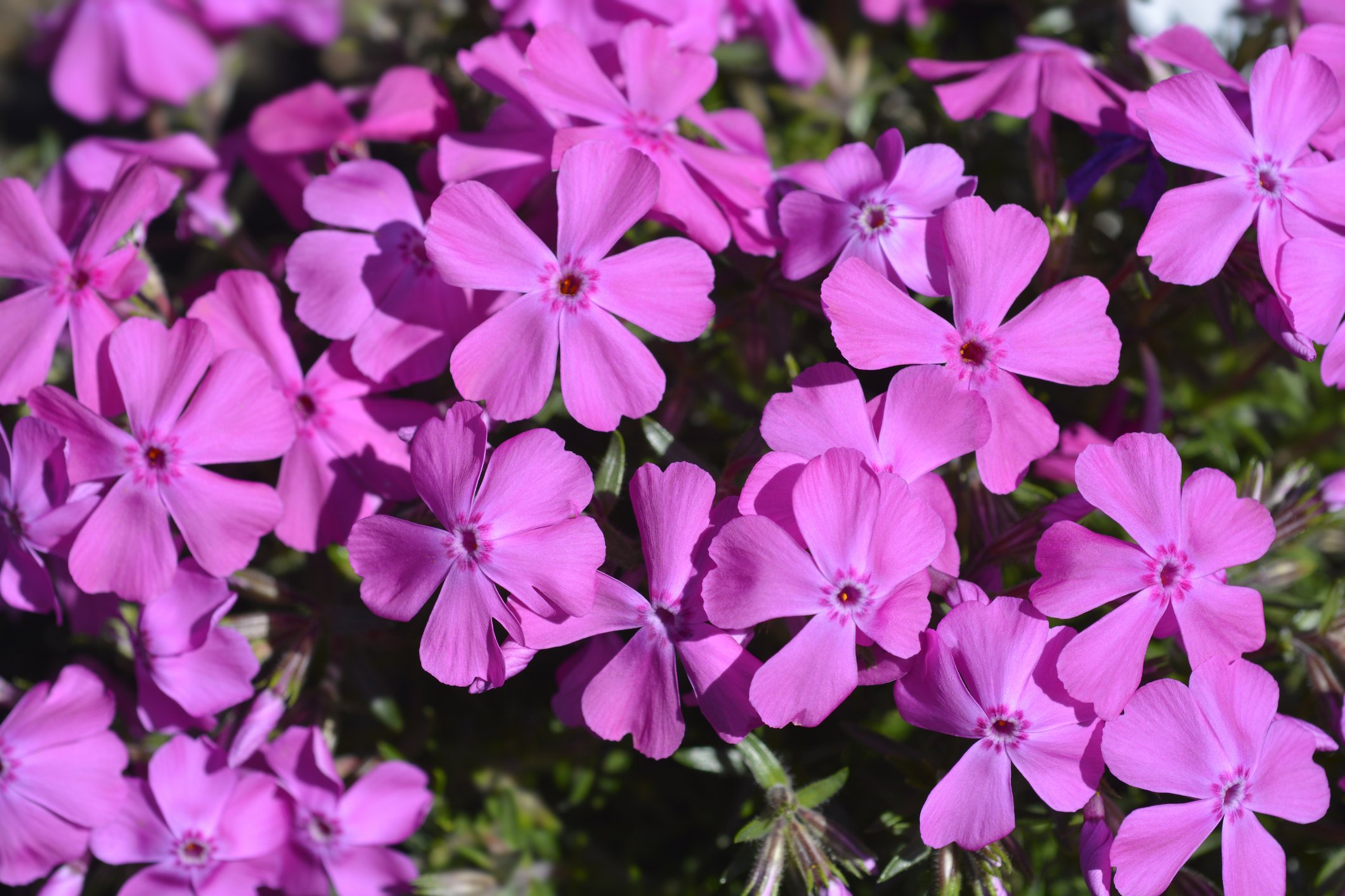 Phlox subulata