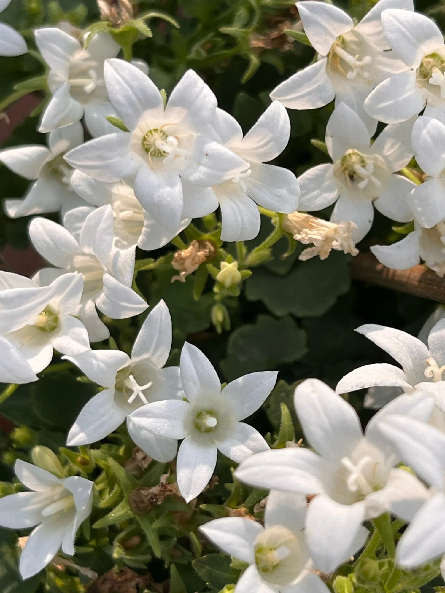 Campanula poscharskyana 'Alba'