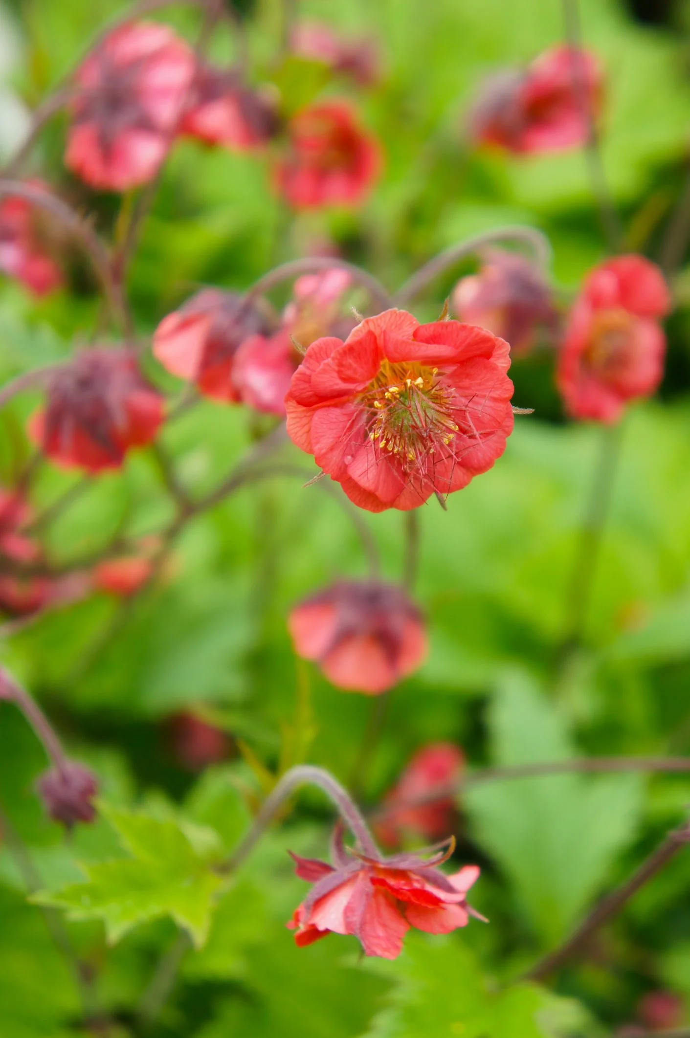 Geum 'Flames of Passion'