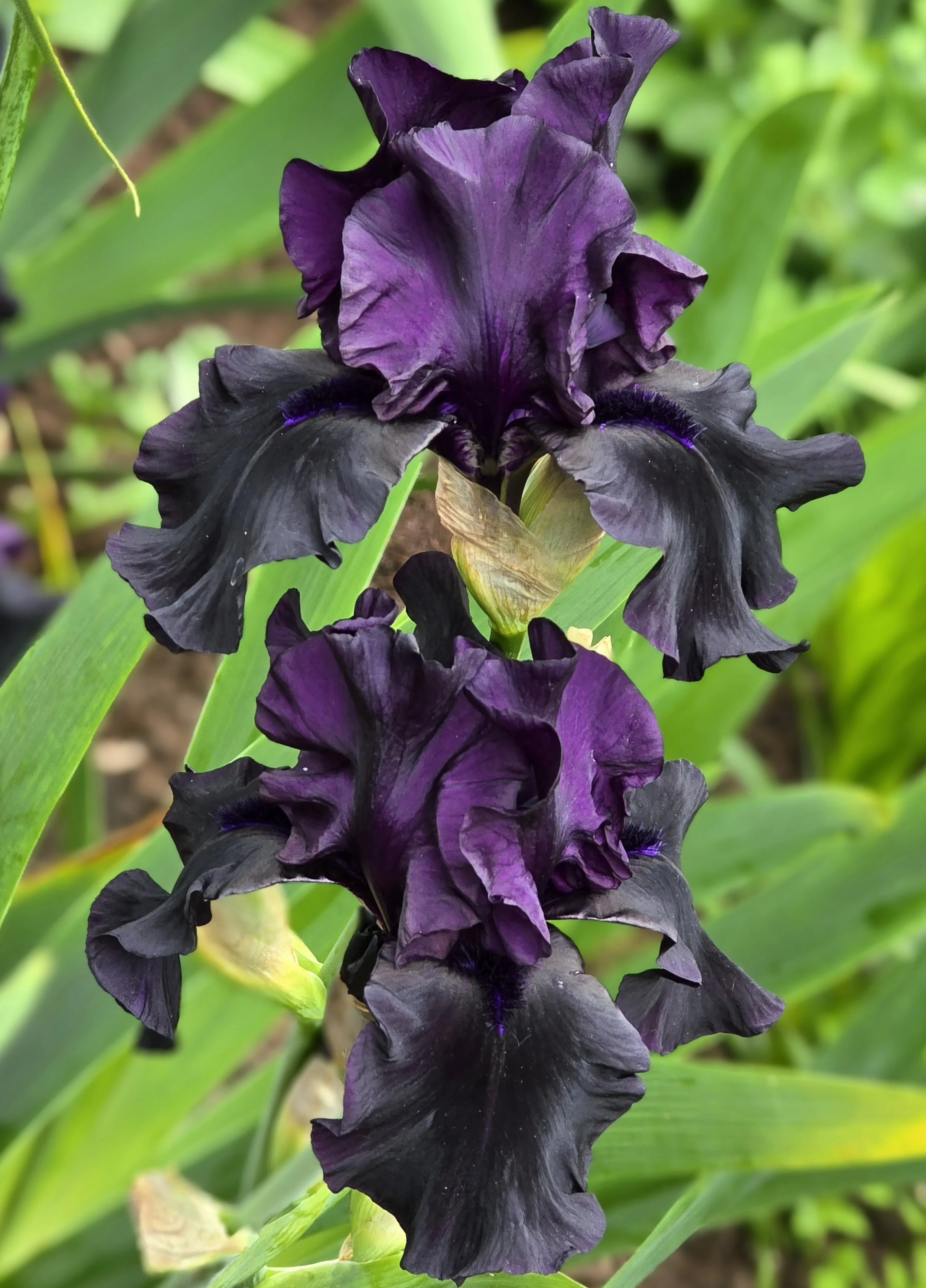 Iris germanica 'Dusky Challenger'