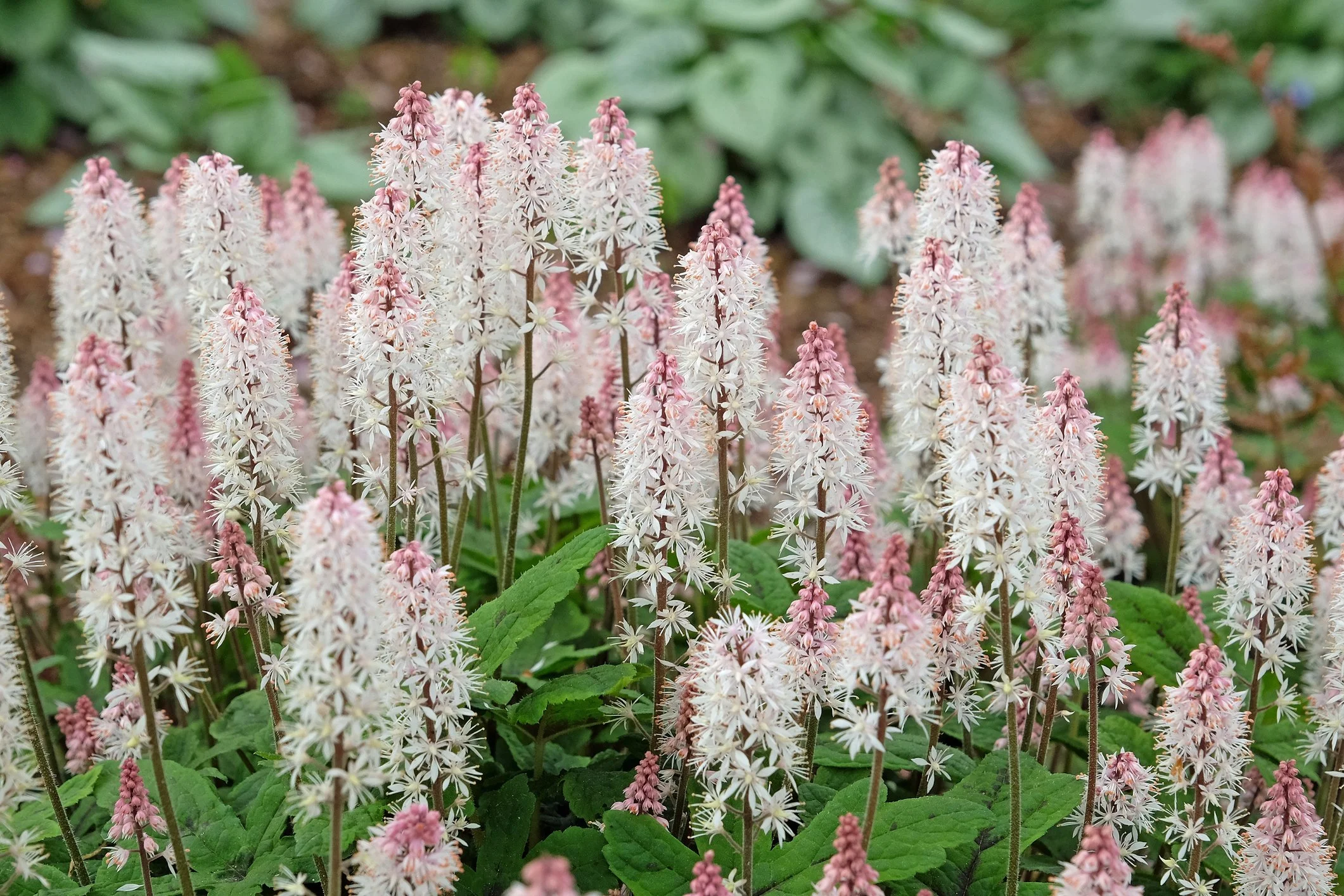 Tiarella 'Spring Symphony'