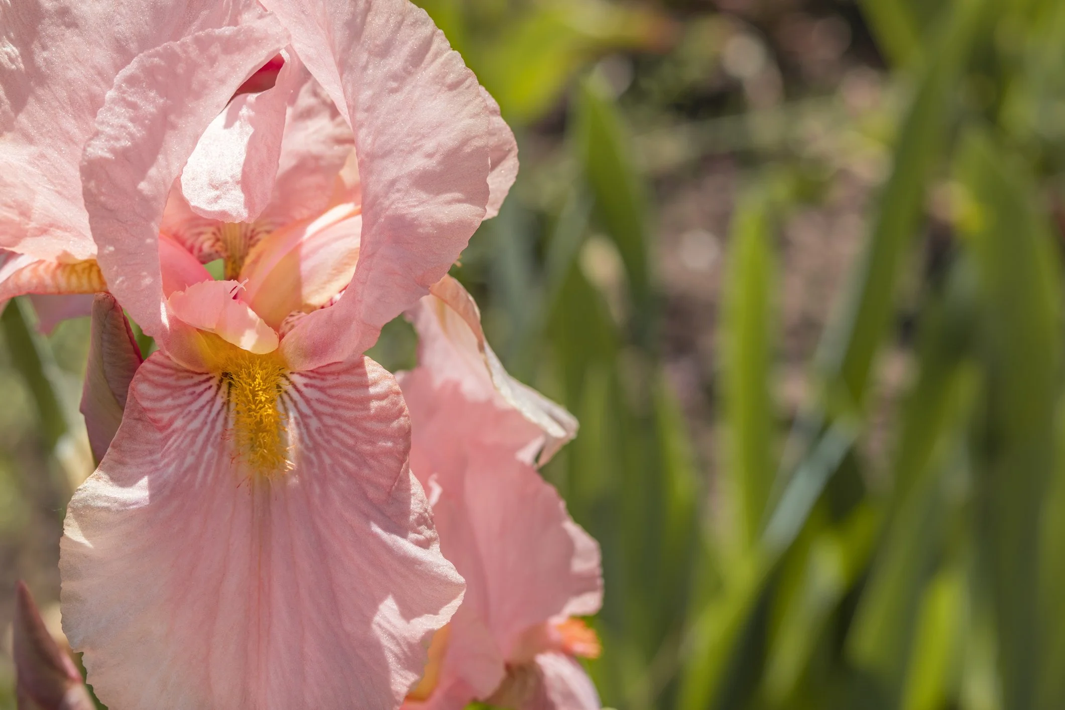 Iris Benton 'Cordelia'