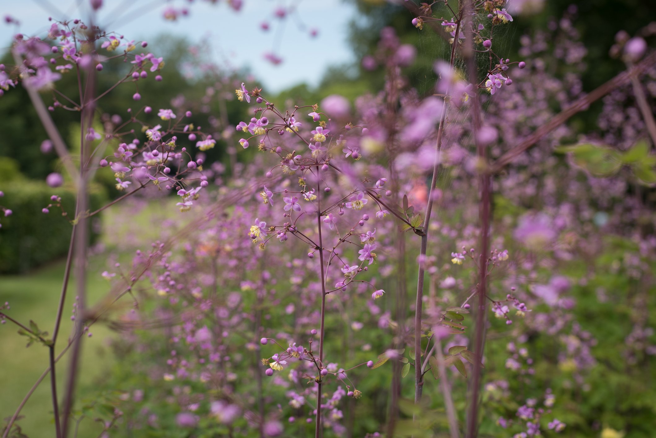 Thalictrum 'Hewitts Double' 
