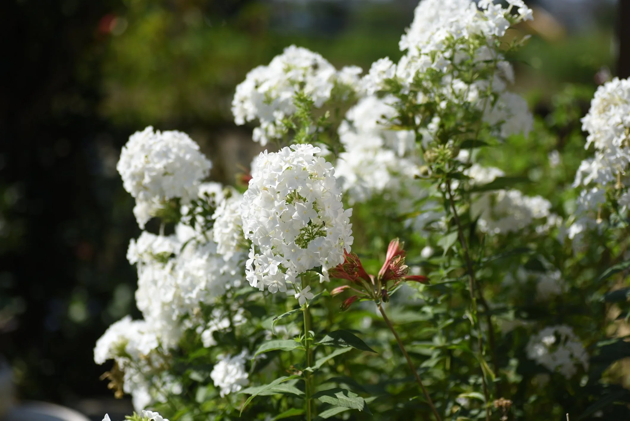 Phlox paniculata 'David'