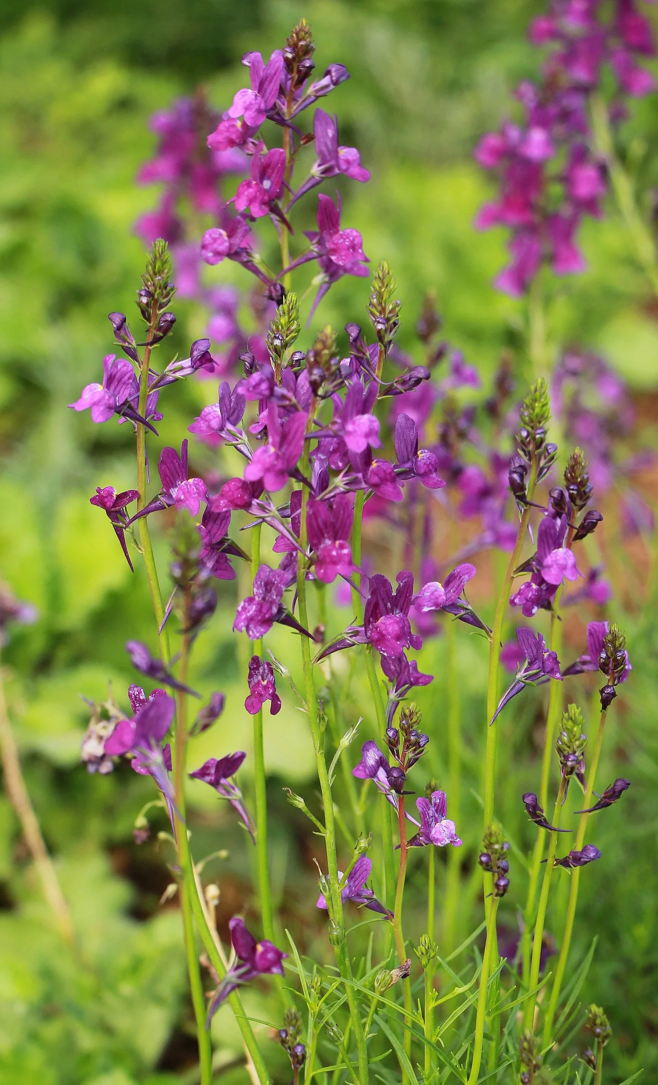 Linaria purpurea 'Canon Went'