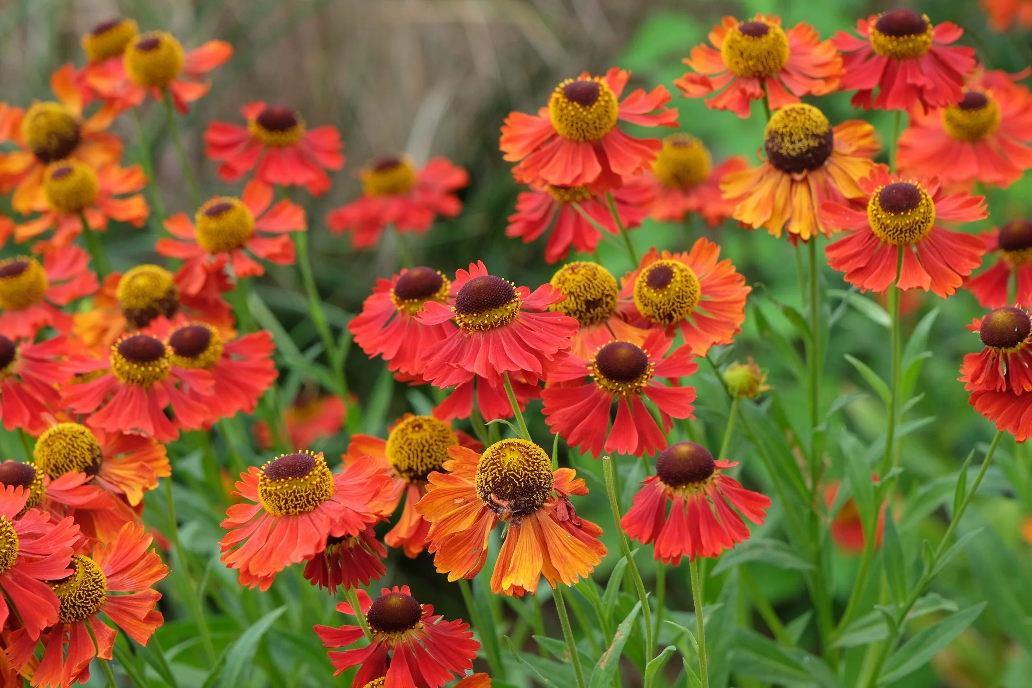 Helenium 'Moerheim Beauty'