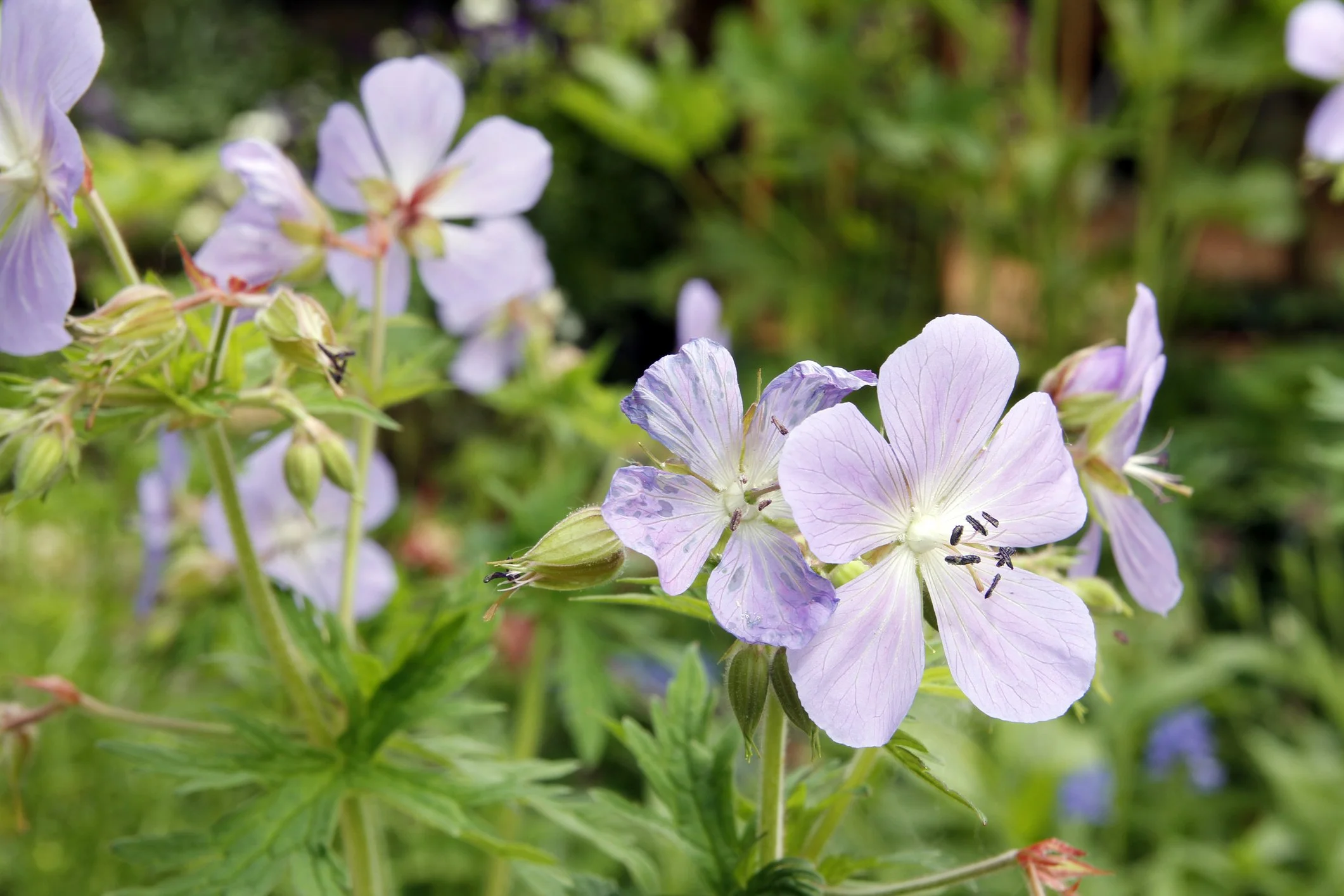 Geranium 'Lilac Ice'