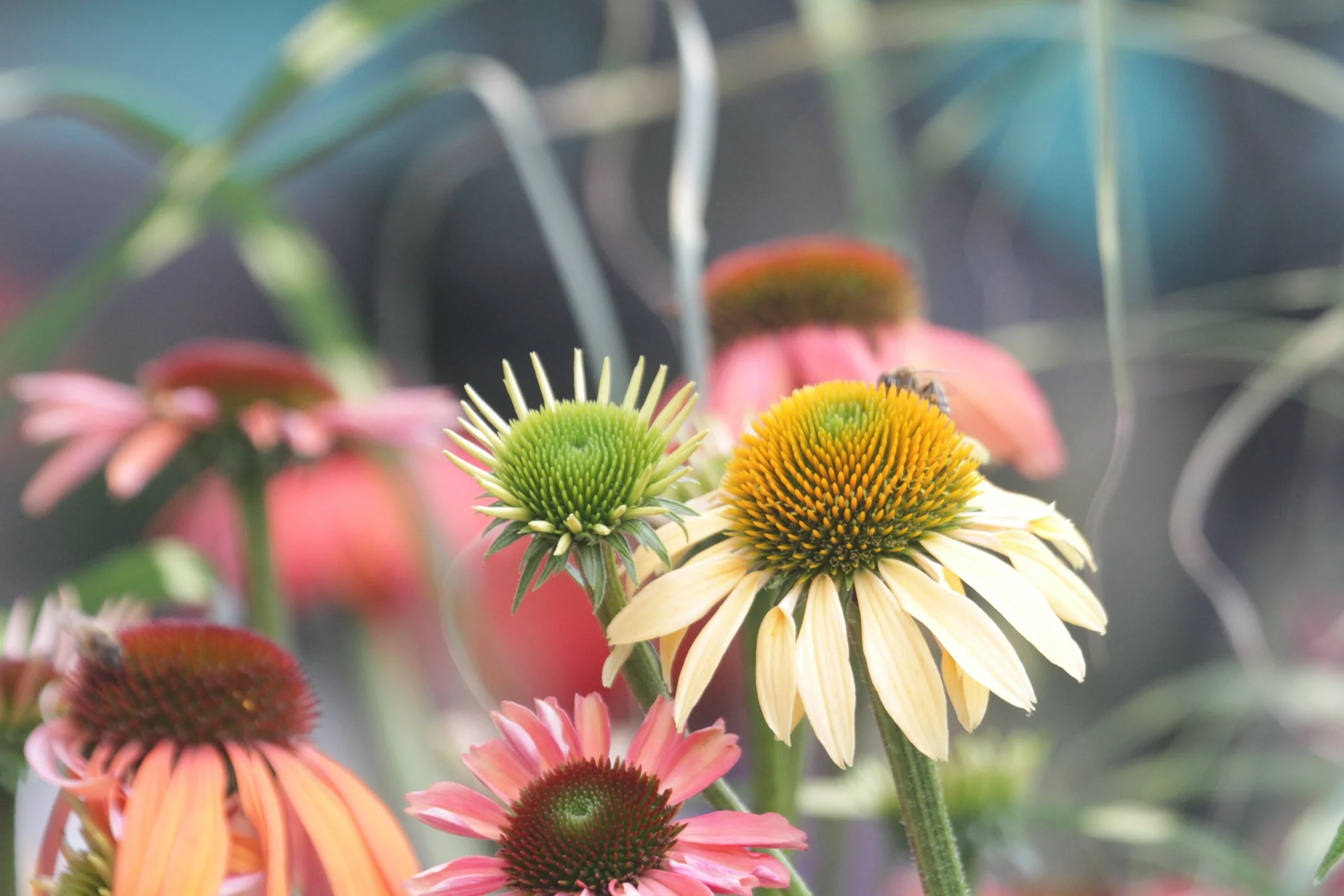 Echinacea purpurea Rainbow Marcella