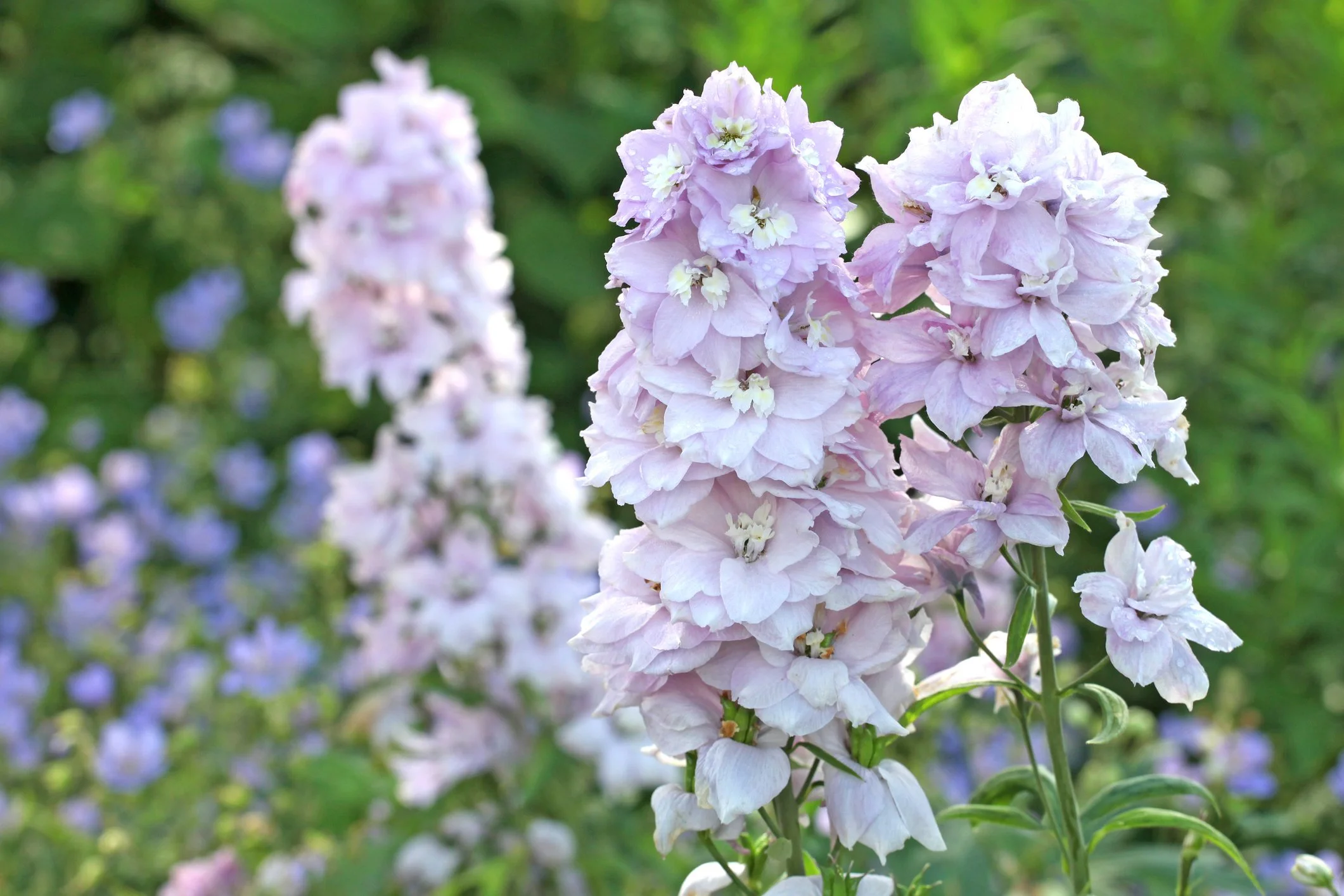 Delphinium 'Cinderella'