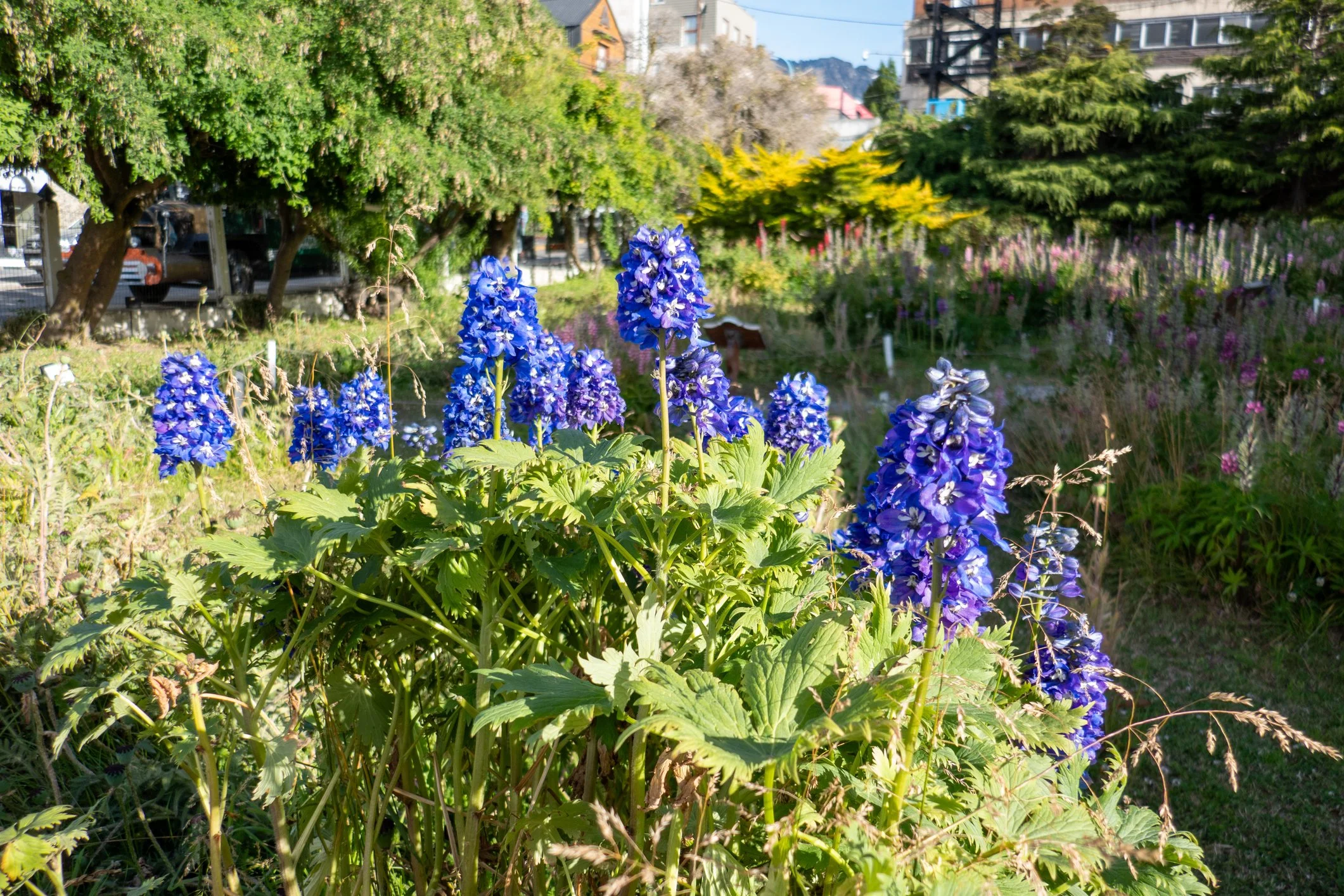 Delphinium 'Bella Andes Blue'