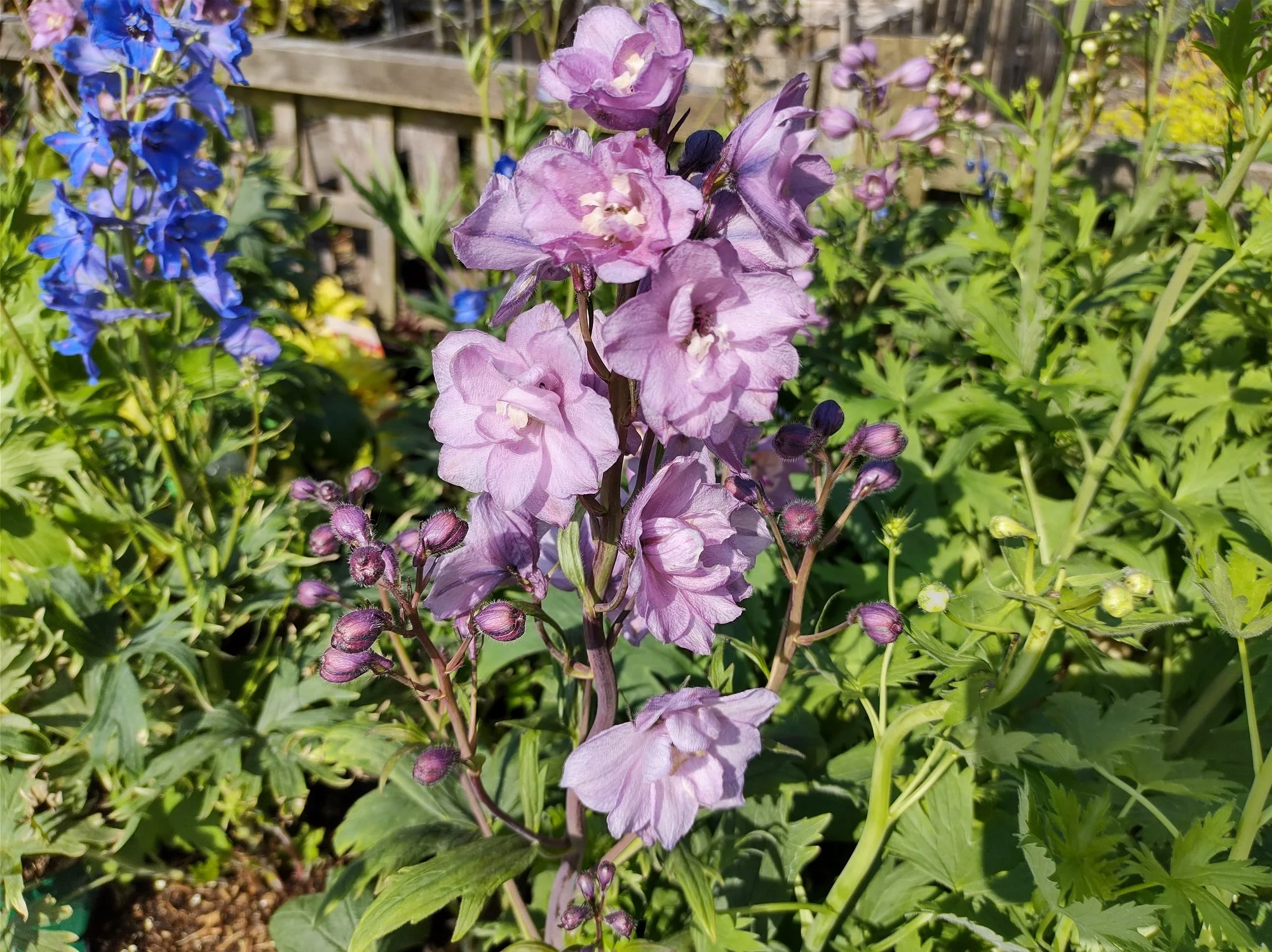 Delphinium 'Aurora Lavender'
