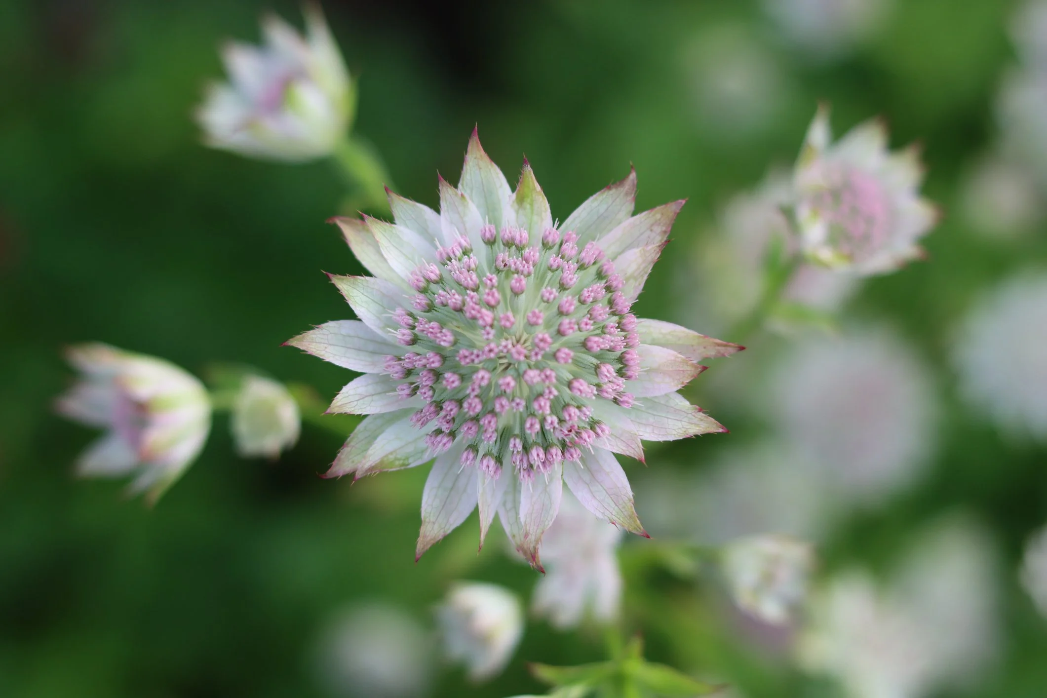 Astrantia major 'Star of Billion'