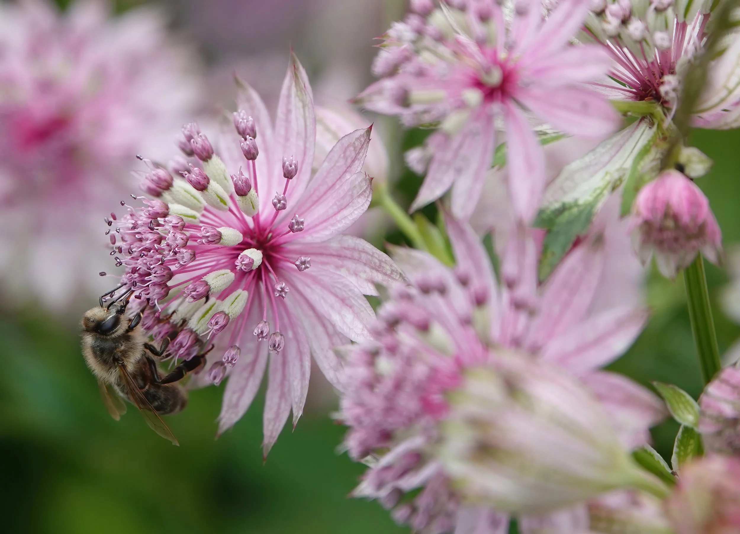 Astrantia major 'Florence'