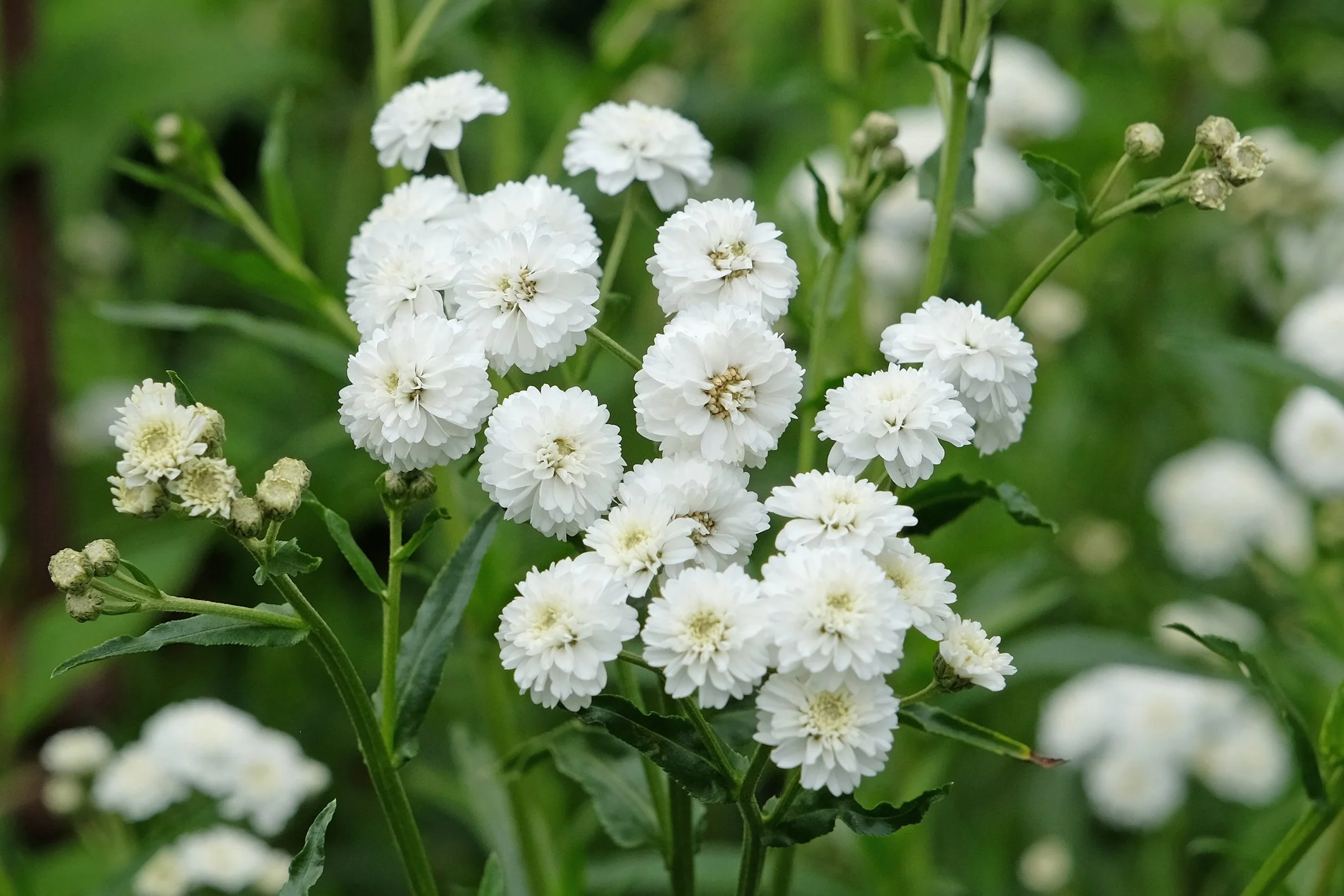 Achillea ptarmica (The Pearl Group) 'The Pearl'