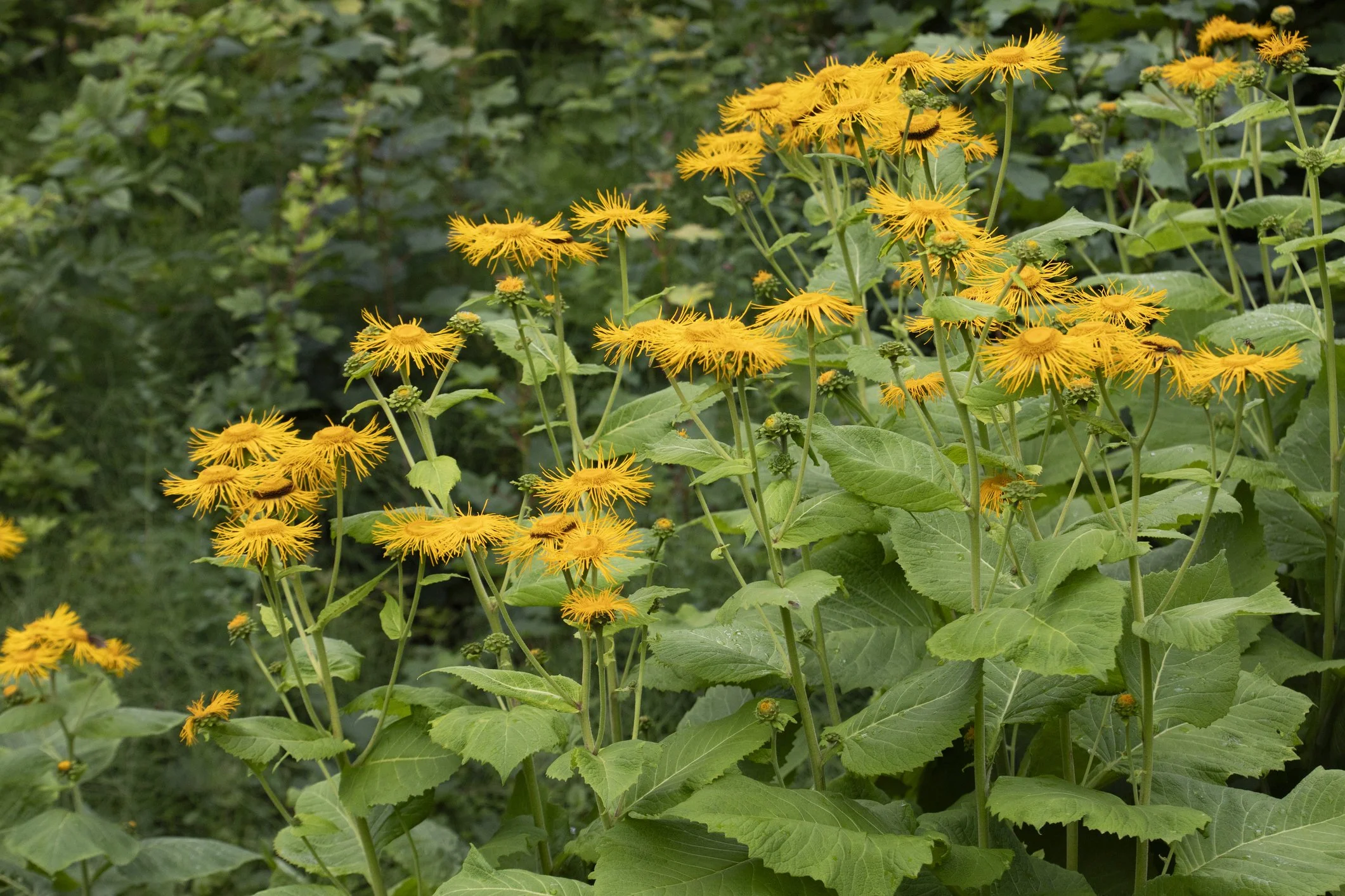 Inula helenium