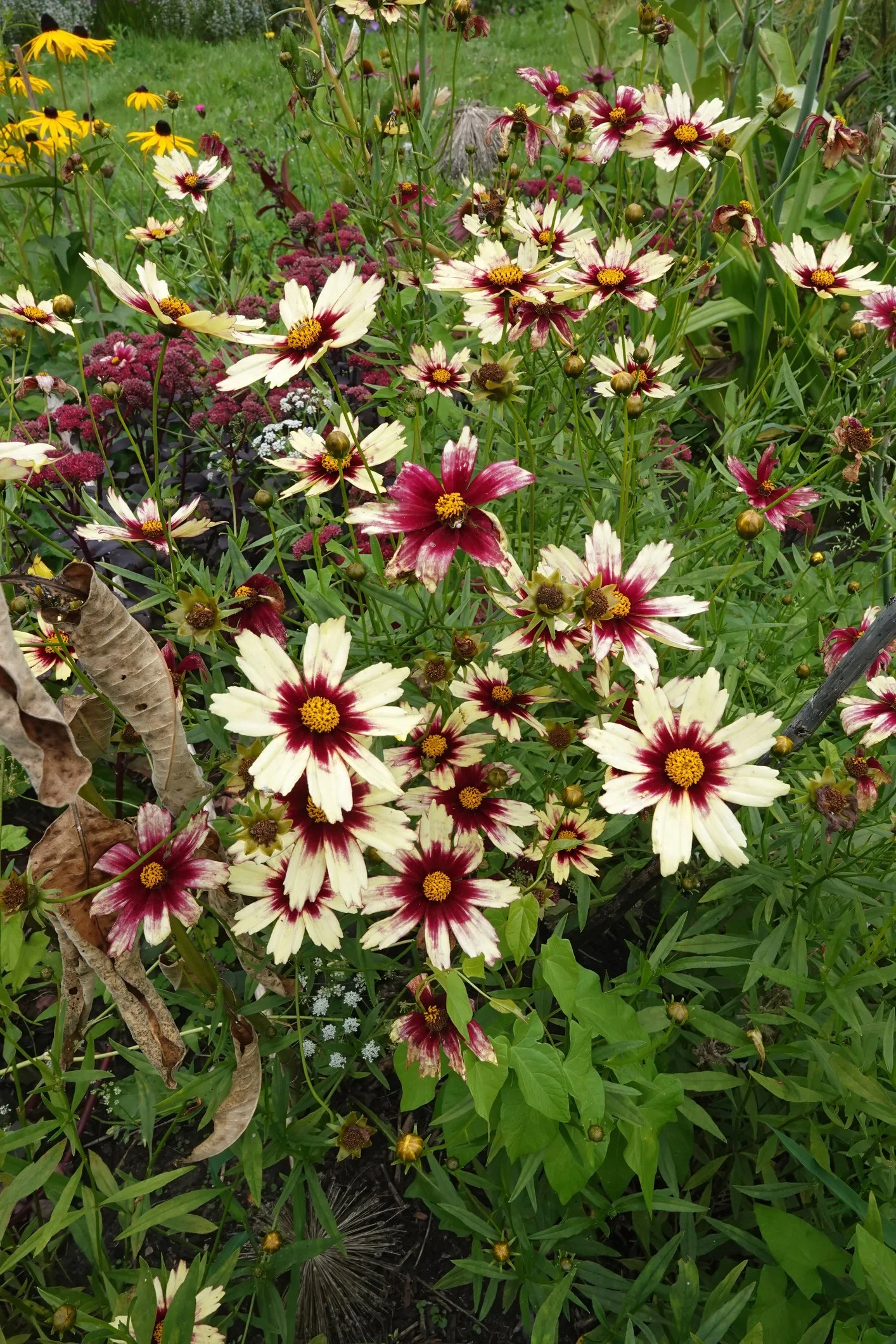 Coreopsis 'Star Cluster' 